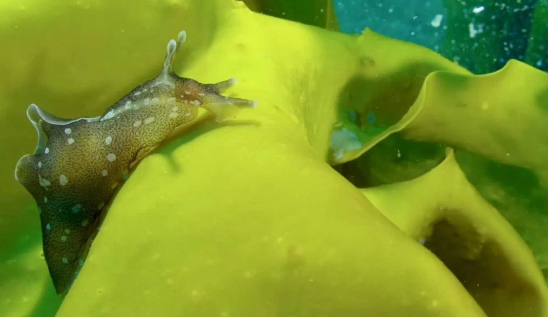 A nudibranch sea slug with a brown and white spotted body on a yellow seaweed plant in an underwater scene.