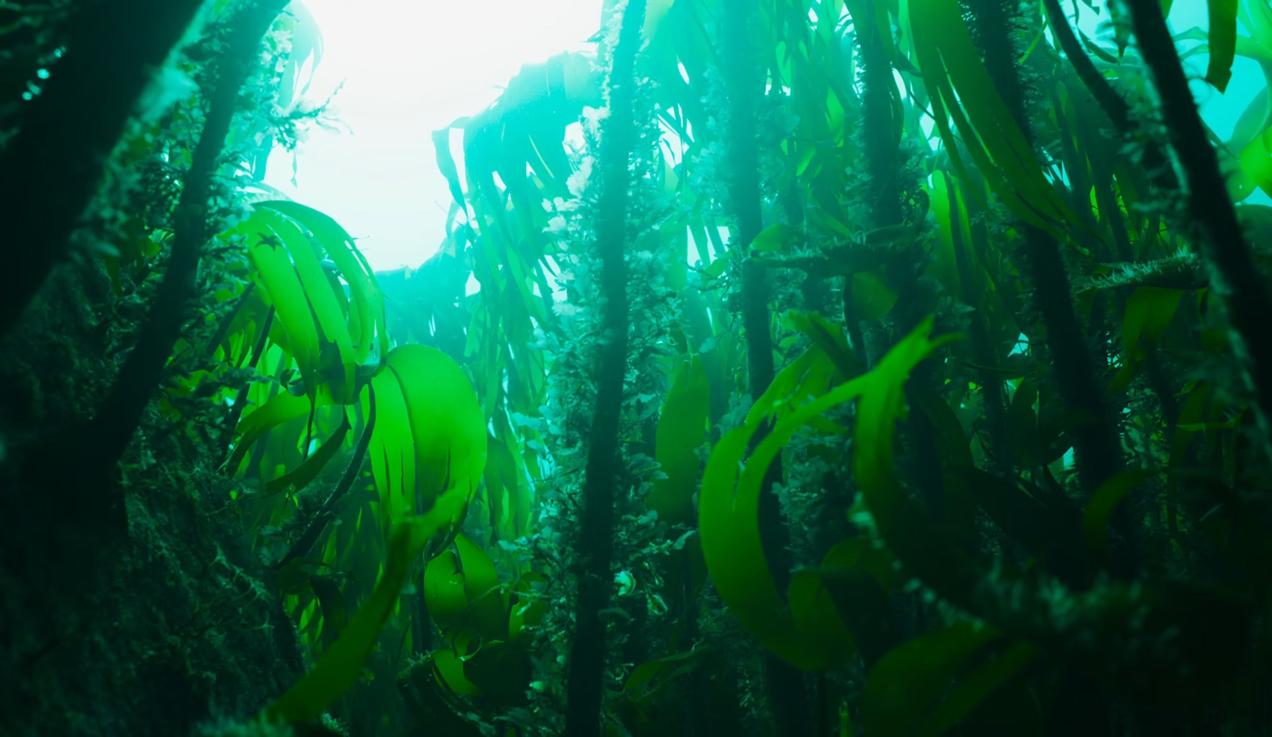 Dense jungle with tall trees and large green leaves, sunlight filtering through the canopy.