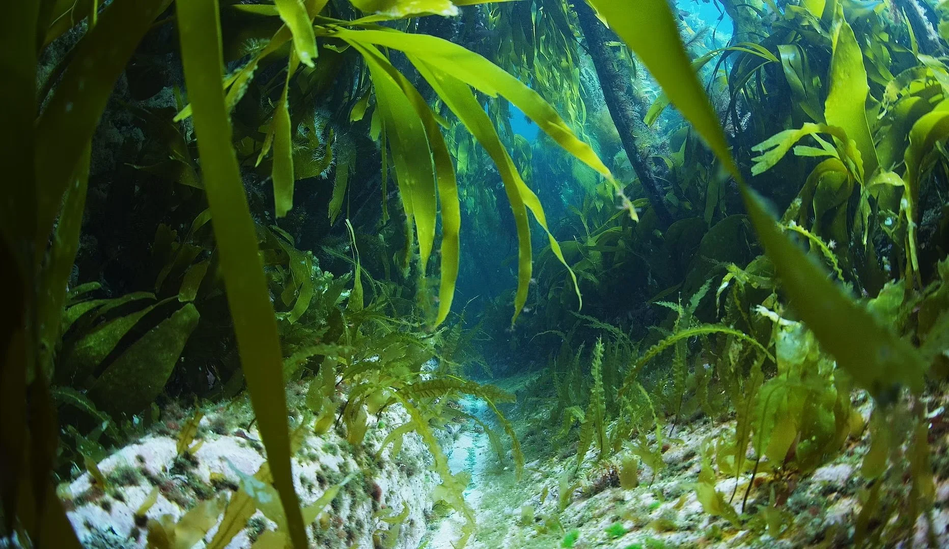 Underwater view of a green seaweed field with sunlight filtering through the water.