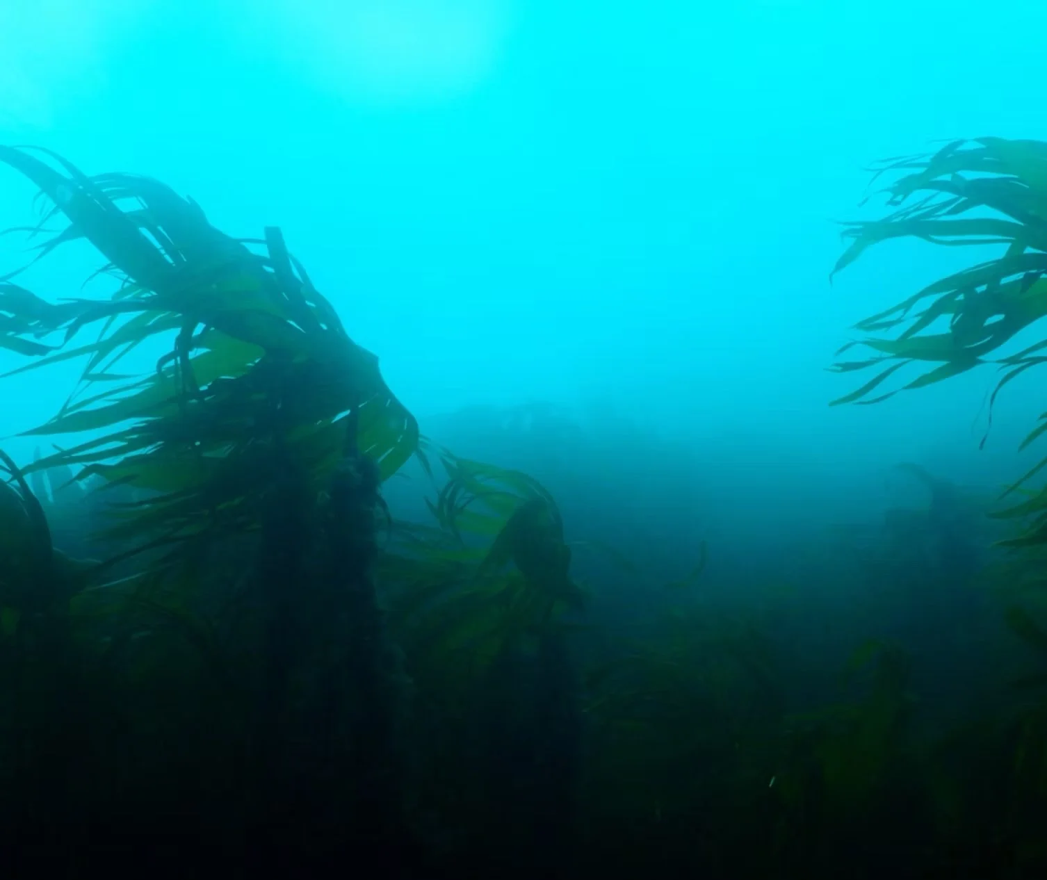 Underwater scene of a kelp forest with dim lighting and a blue horizon.