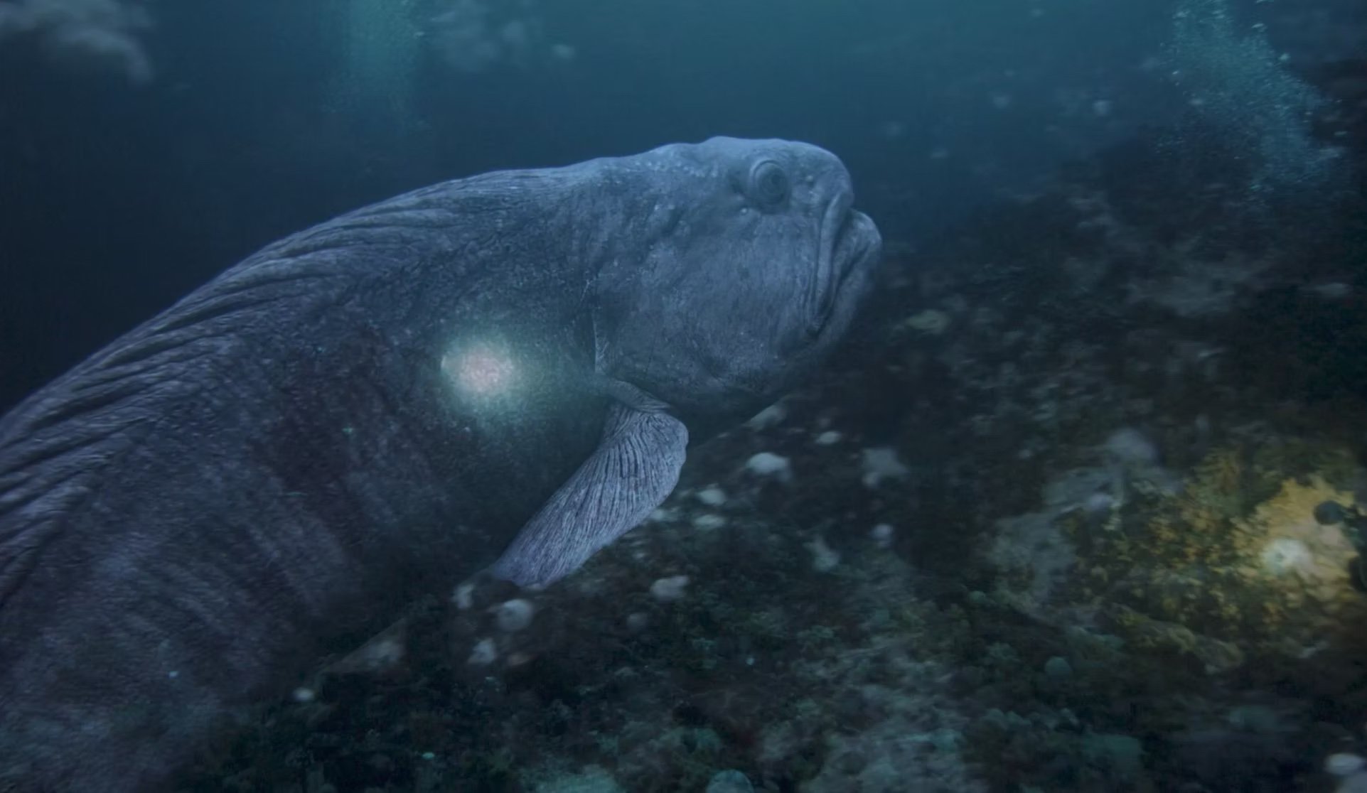 A large, dark-colored fish swimming underwater near the ocean floor.