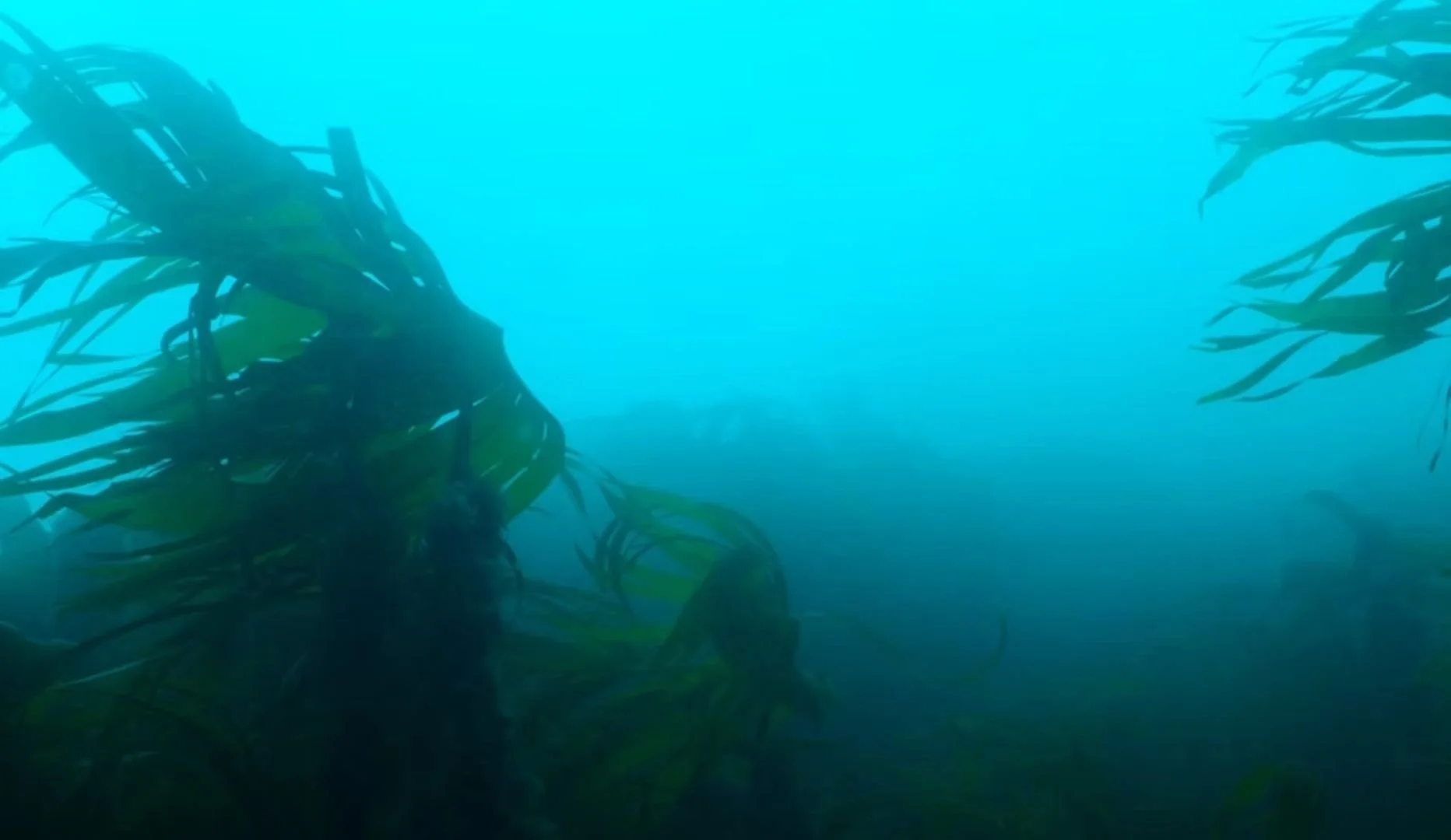 Underwater view of kelp forest with sunlight filtering through the water