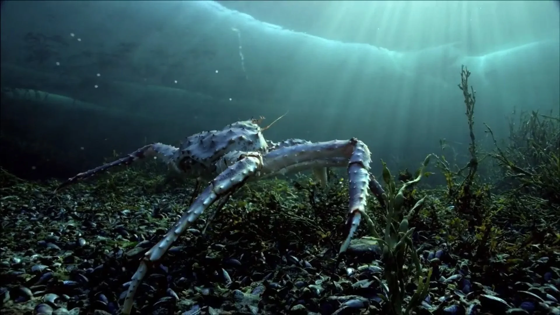 Underwater scene showing a crab crawling on the ocean floor near green aquatic plants.