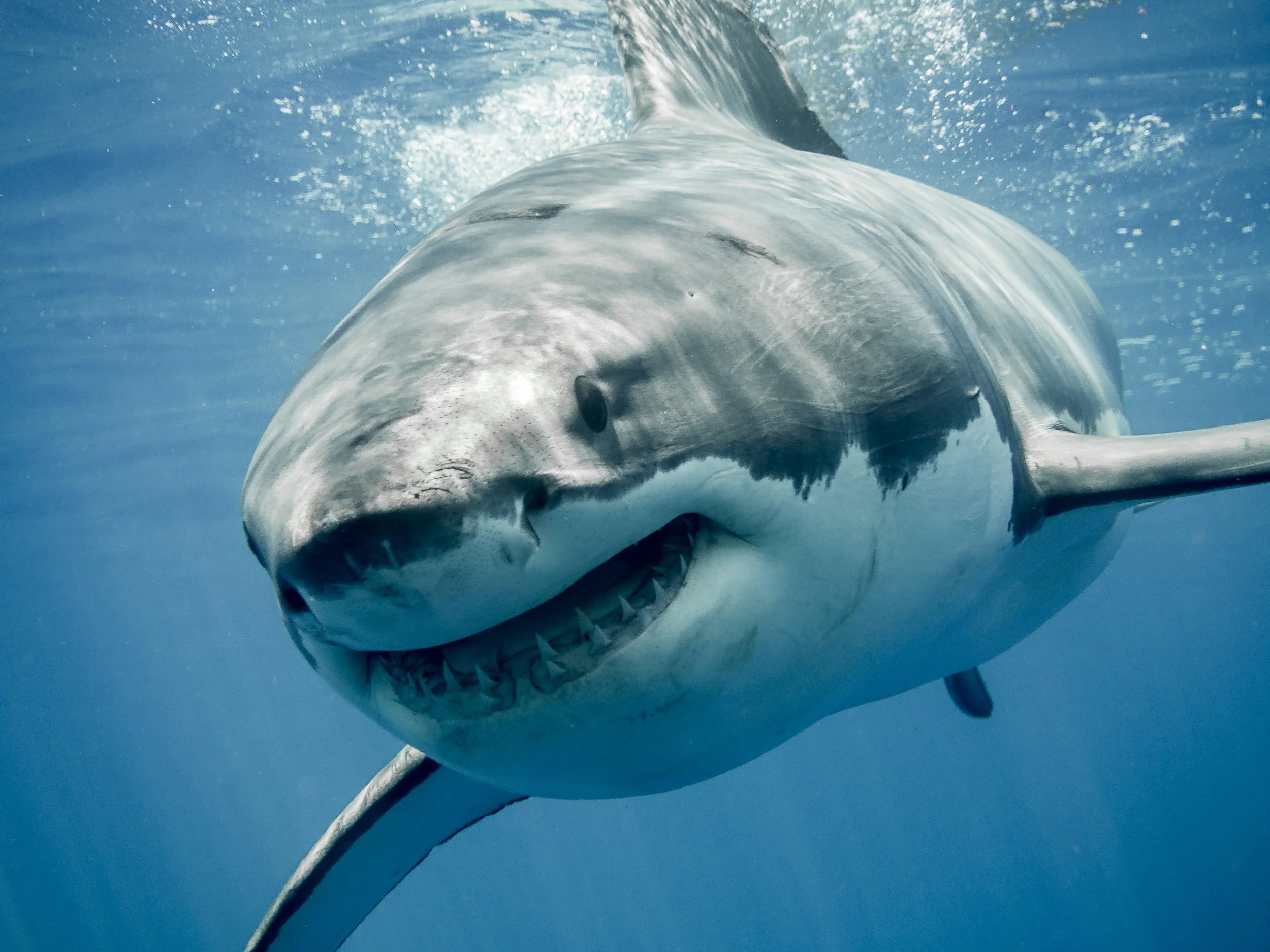 Guy Perrotta has actively engaged in campaigns, education, conservation, and media production to foster a more favorable representation of sharks.