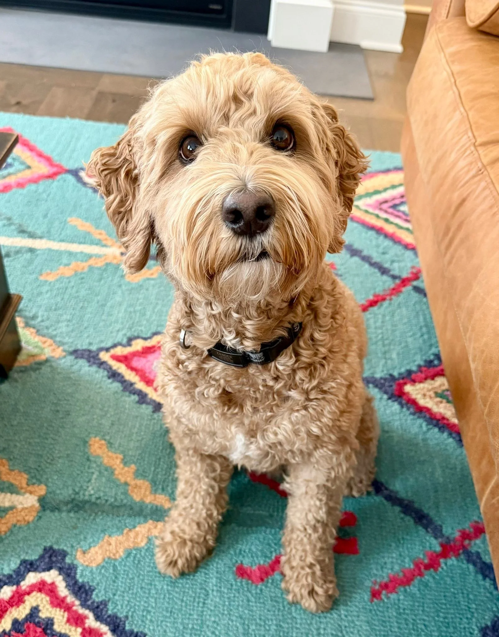 Happy 6th birthday to our furball! He may be &ldquo;just a dog&rdquo; to some, but to us, he&rsquo;s a precious part of our little family. We can&rsquo;t imagine life without him 🐶💙