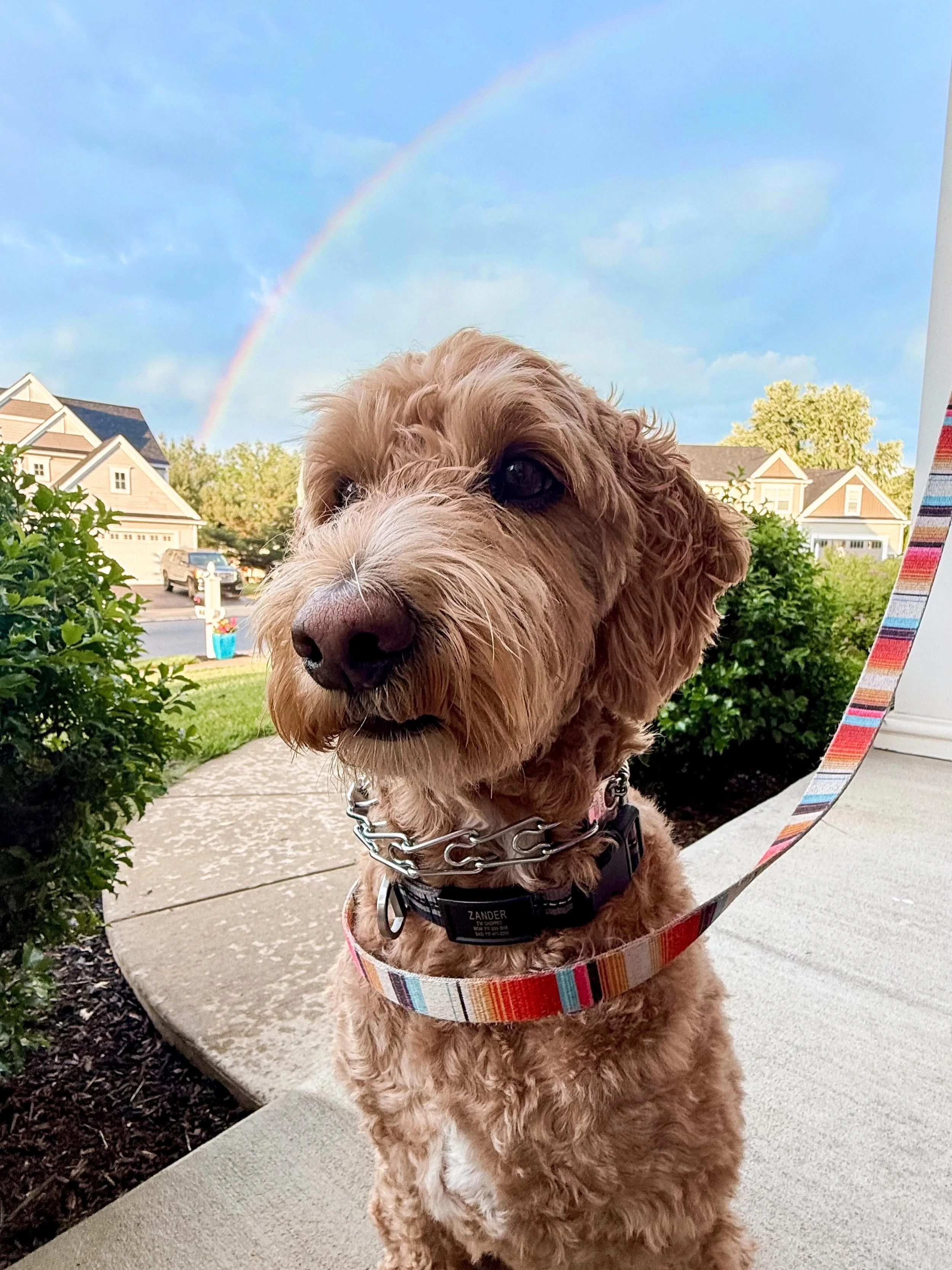 Little paws. Big heart. 🐶💙

To some, he&rsquo;s &ldquo;just a dog&rdquo;. 
But to me&hellip; Zander is unconditional love.

Dogs have a way of reminding you about the beauty of living a simple life. 

The joy of eating &mdash; even if it&rsquo;s th