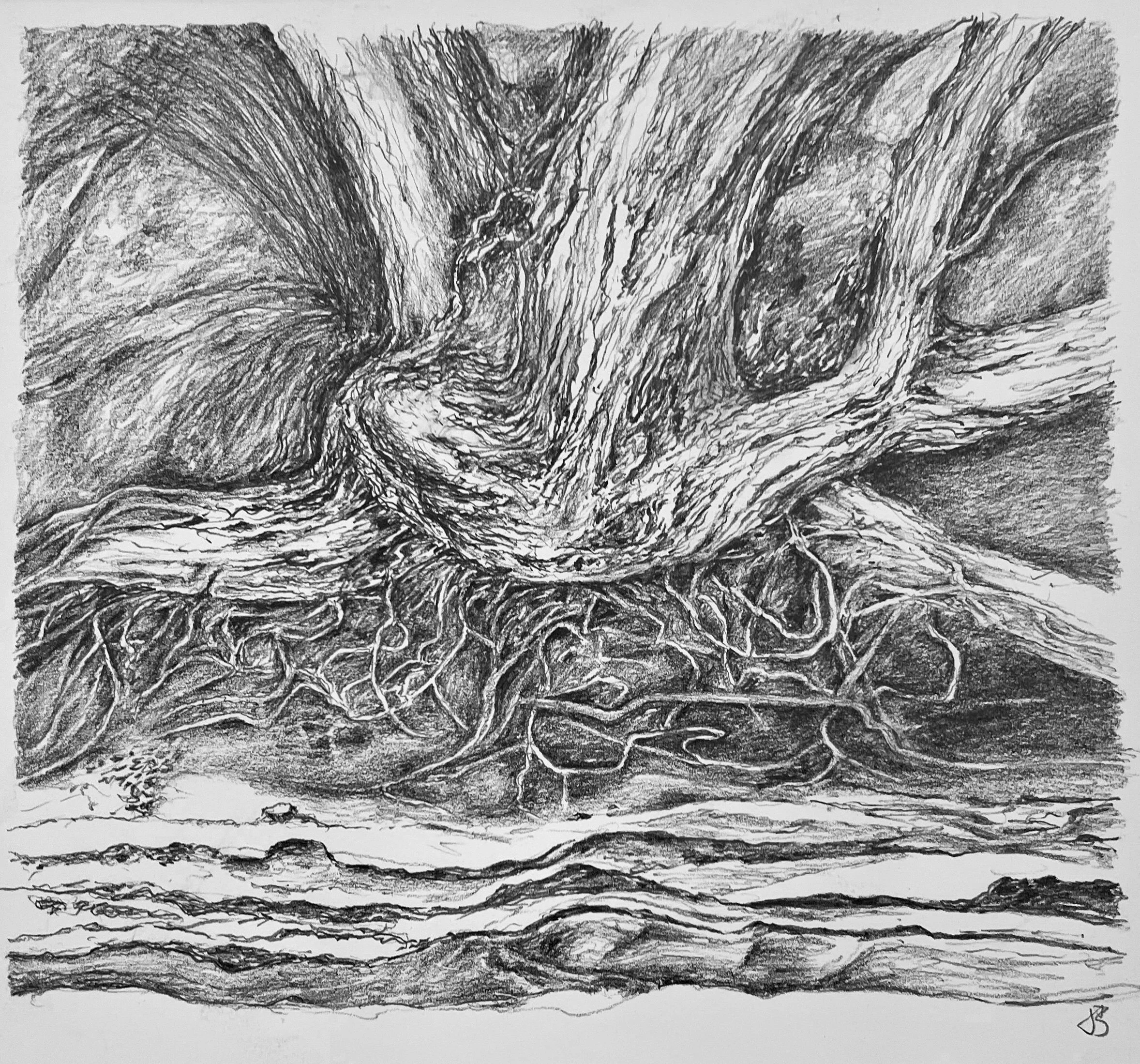 Pohutakawa, cliff edge | Pencil | 26x28cm | framed | £250