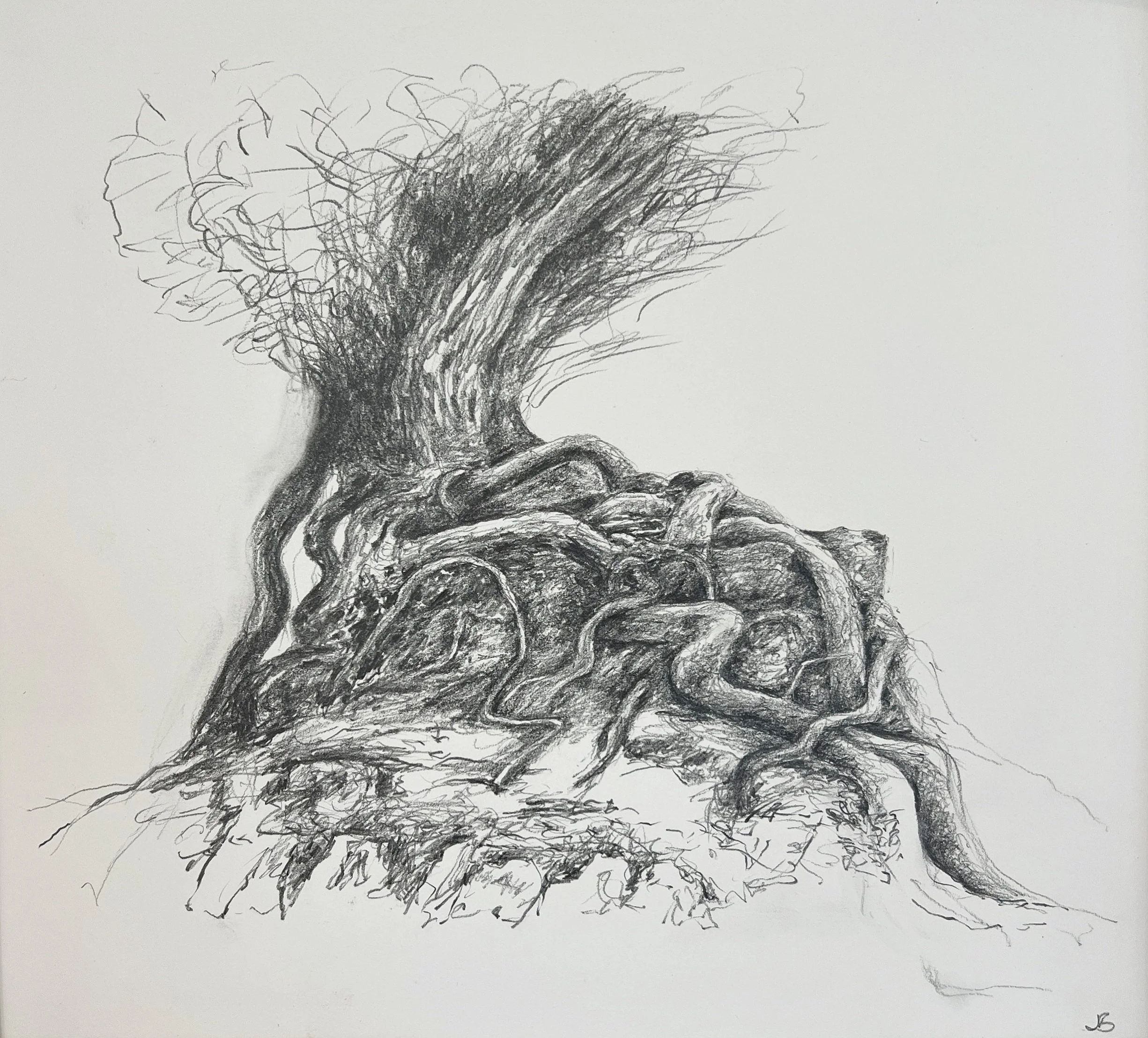 Pohutakawa, holding on | Pencil | 26x26cm | framed | £250