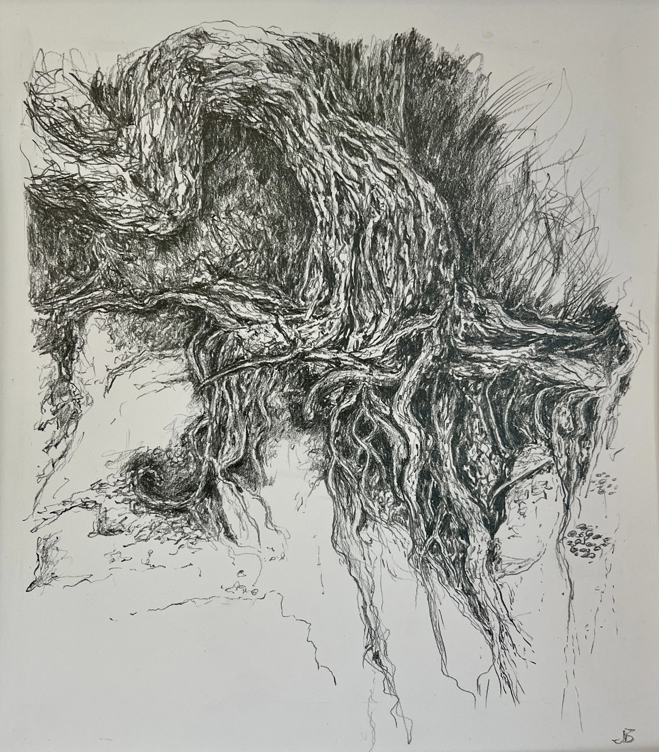 Pohutakawa, clinging | Pencil | 26x25cm | framed | £250