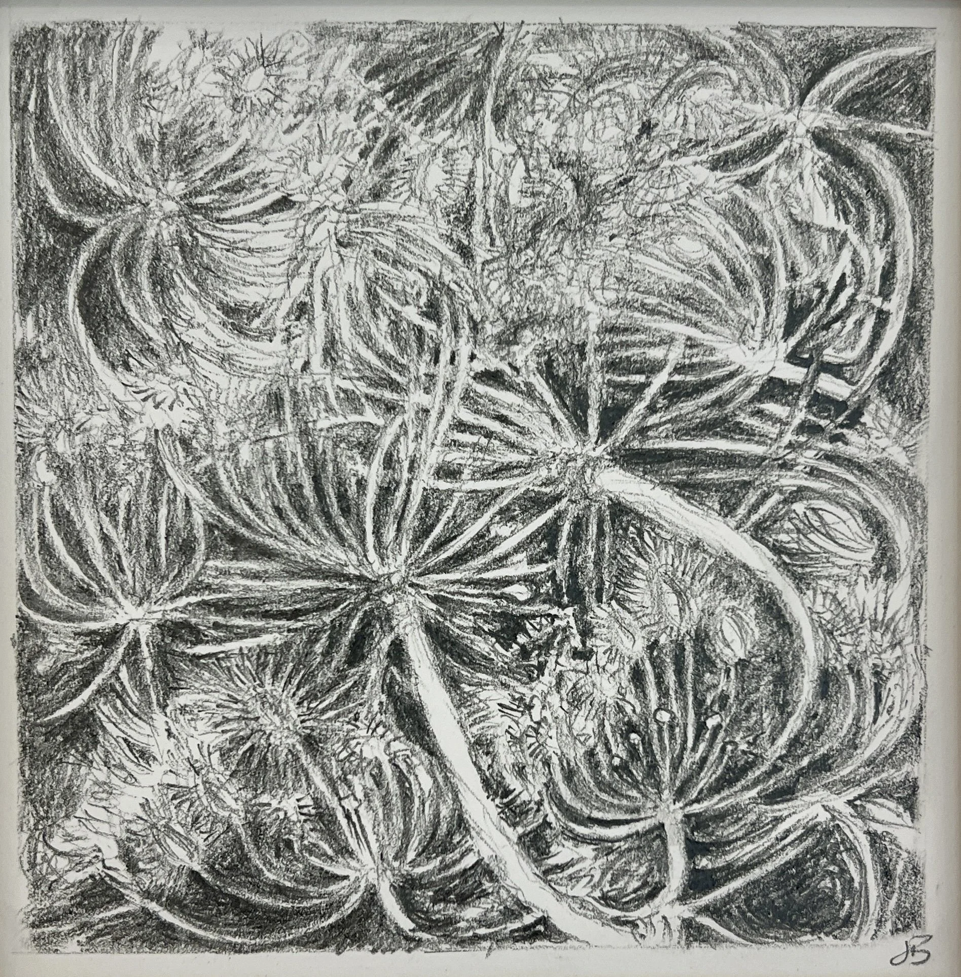 Seedheads | Pencil 