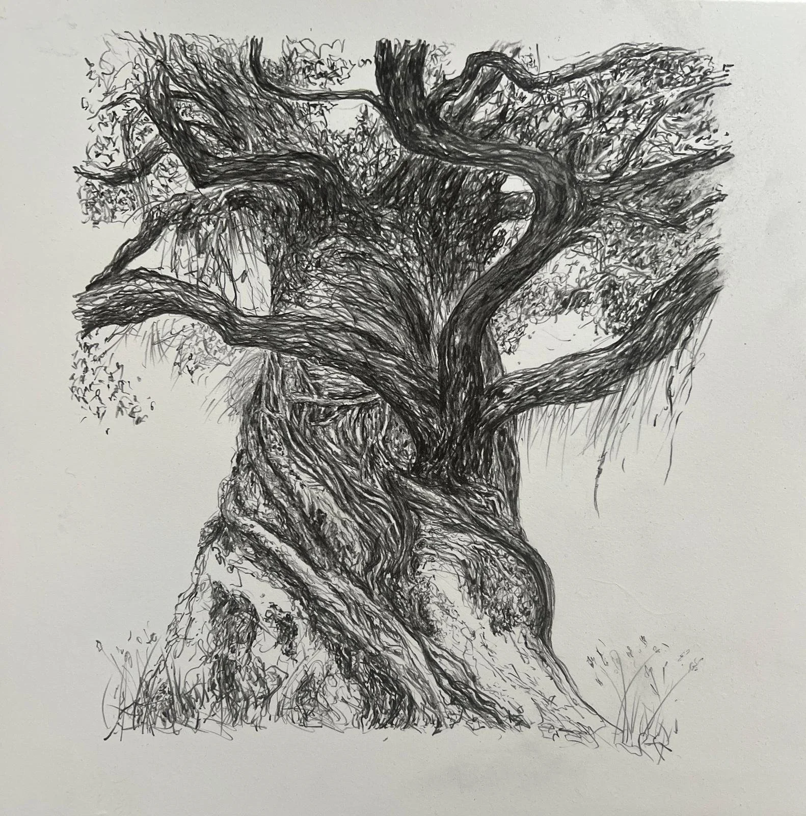 Pohutakawa | Pencil | 30x28cm | £250