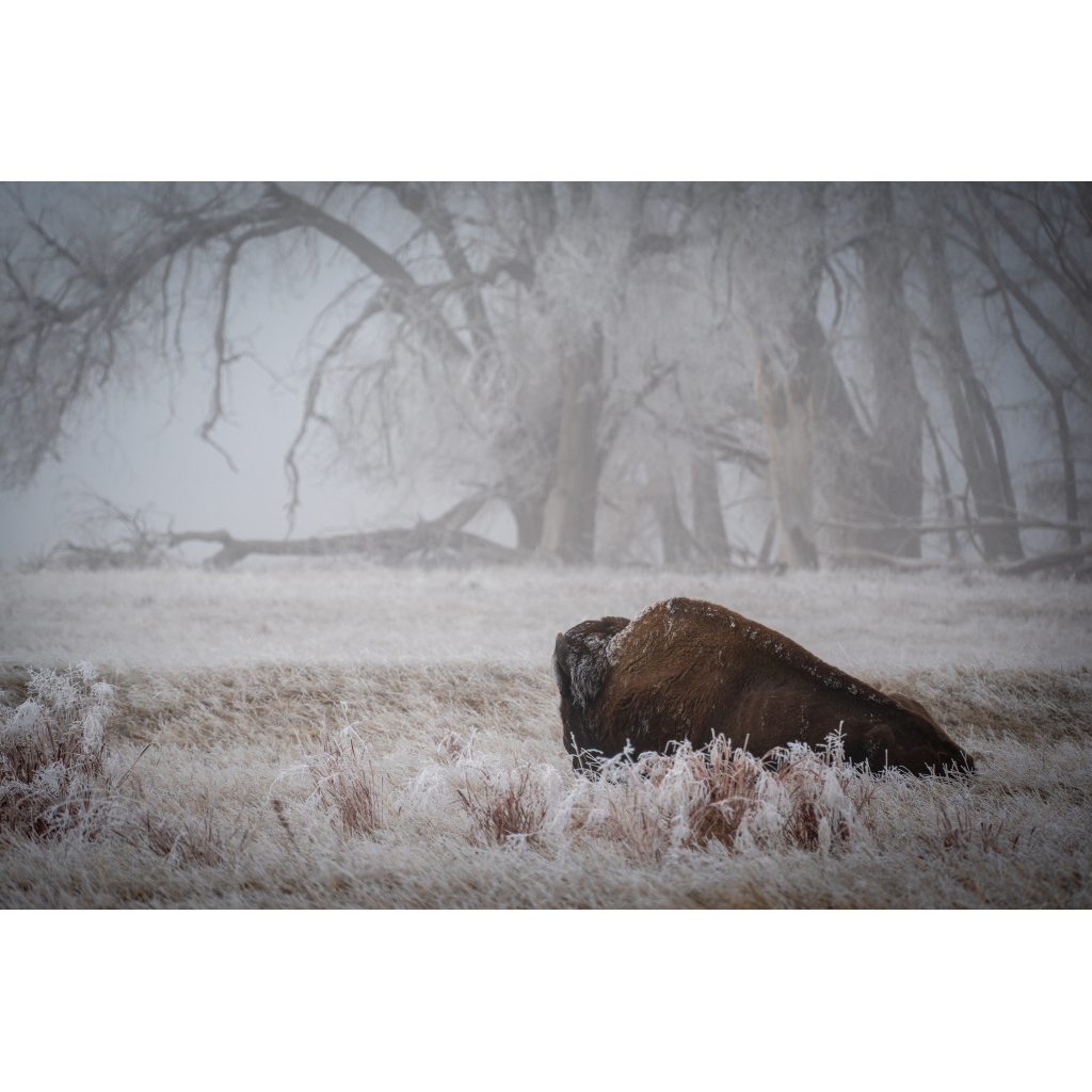 Snowy Bison