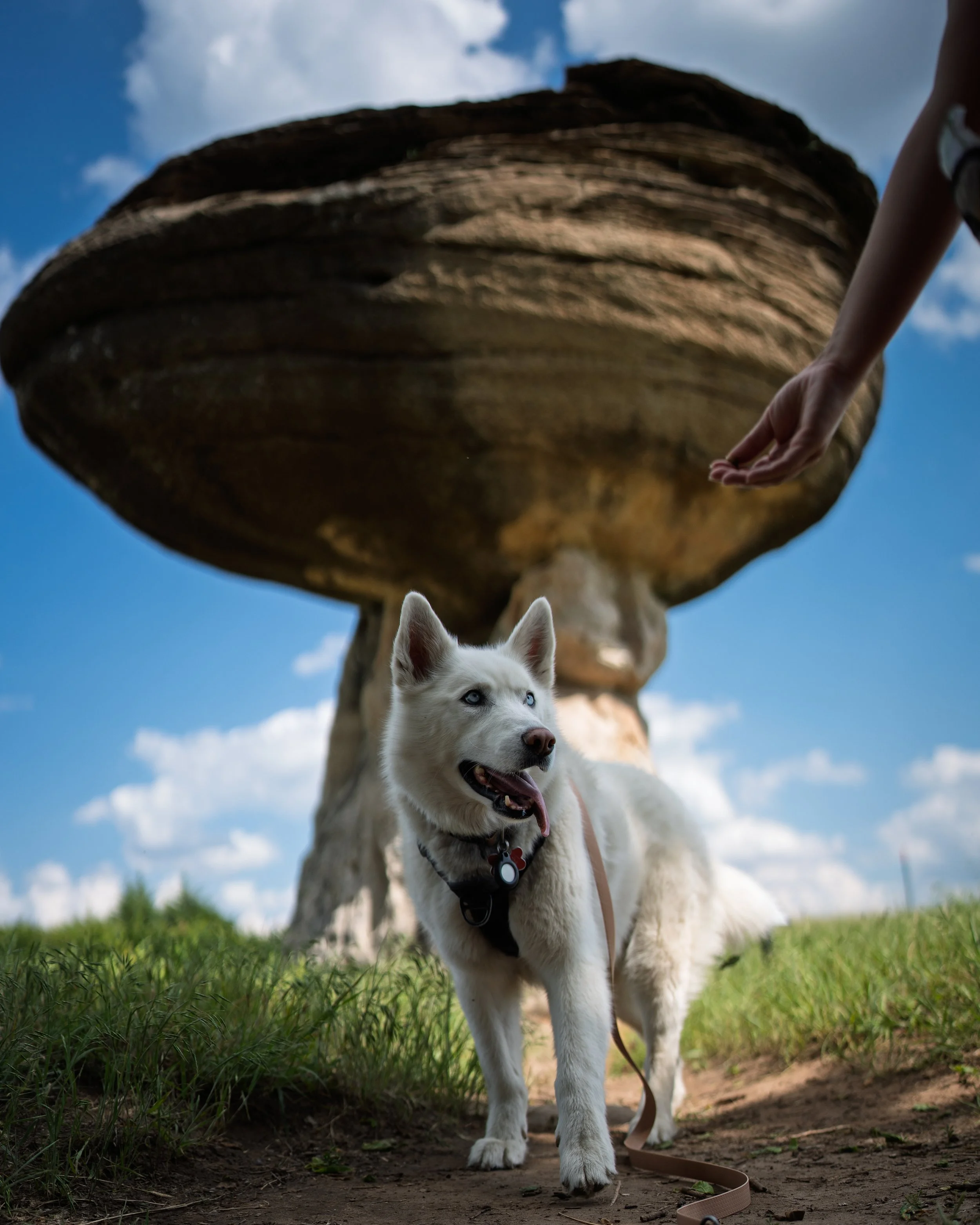 A white Siberian husky with blue eyes and a black harness standing on grass ground, a hand reaching towards it, with a large mushroom-shaped rock formation in the background under a partly cloudy sky.