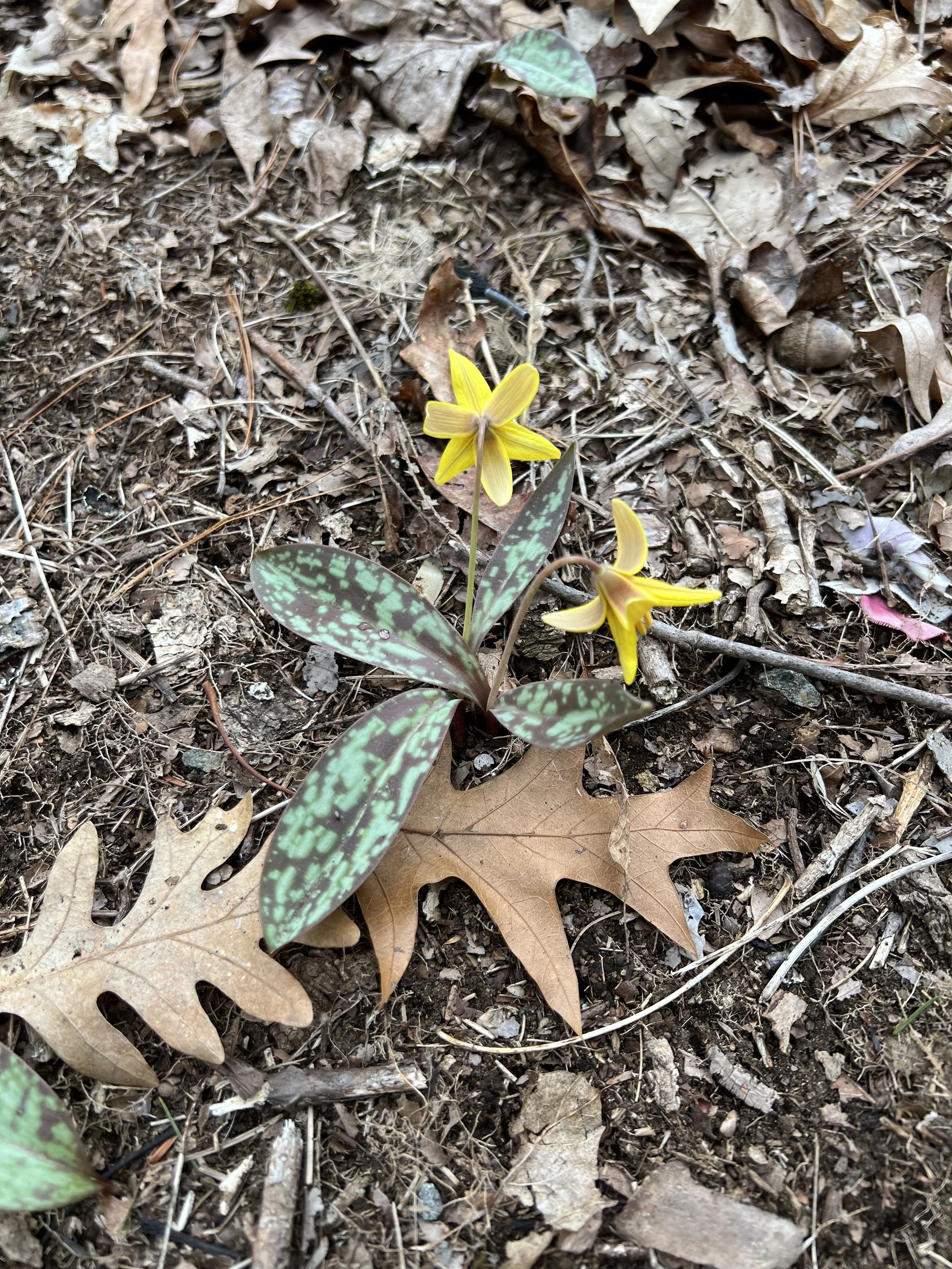 Akashic Records Reading