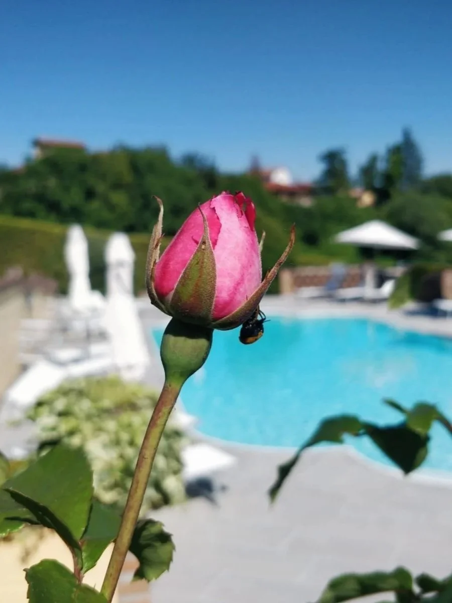 Una rosa rosa in primo piano con uno sfondo di piscina e sedie a sdraio sotto un cielo blu chiaro