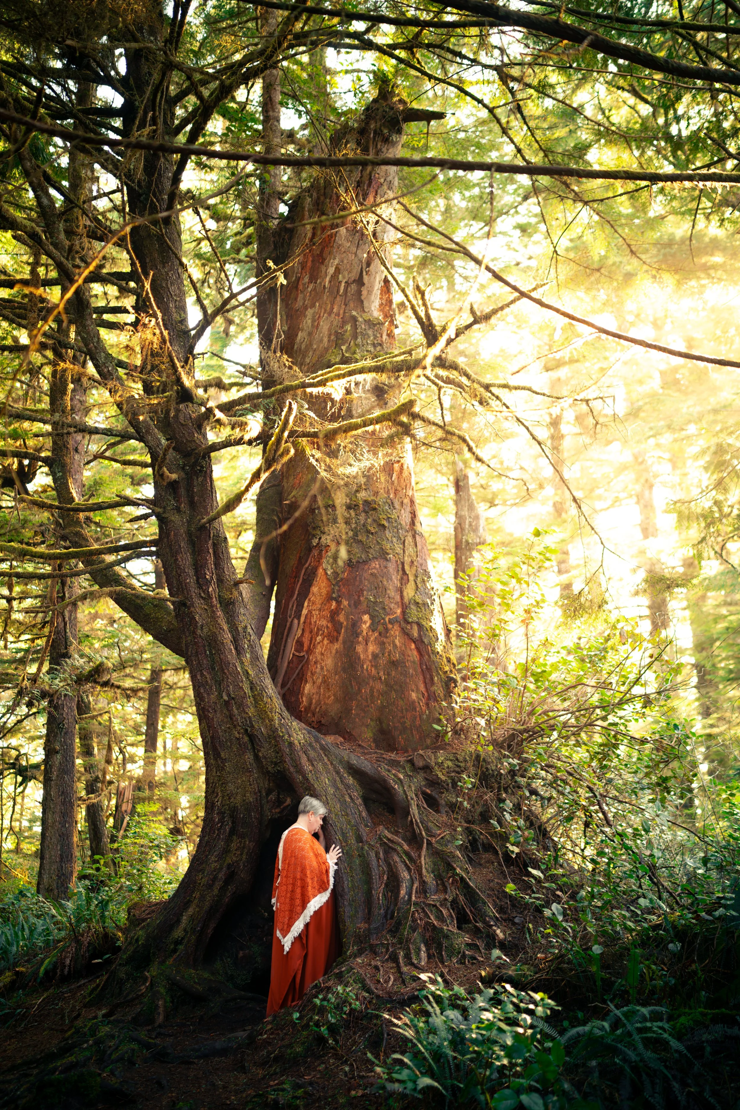 A person with gray hair, wearing an orange shawl, standing in a forest at the base of a large, ancient tree with thick roots and textured bark, illuminated by sunlight filtering through the canopy.
