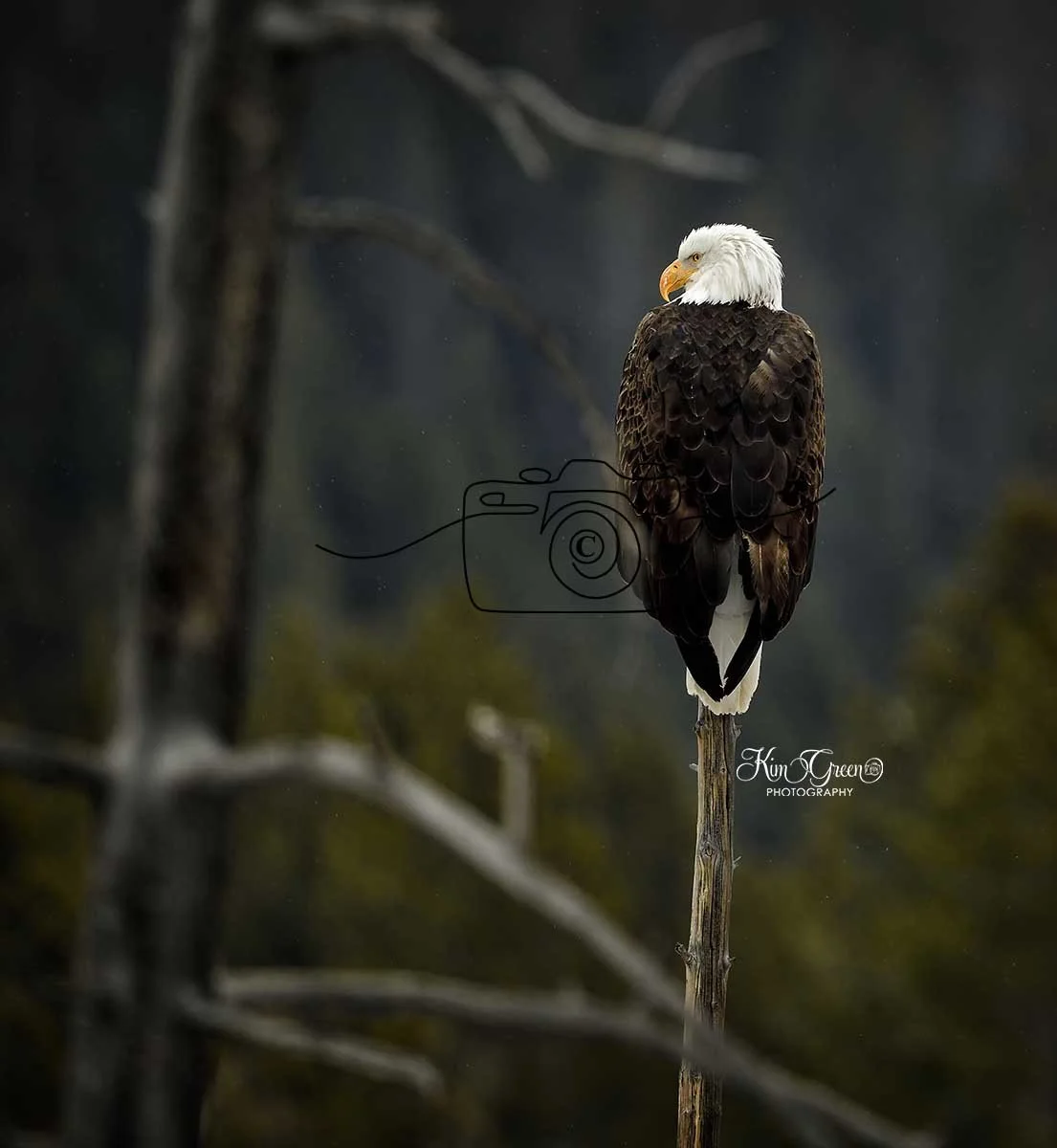 Bald Eagle ©Kim Green Photography