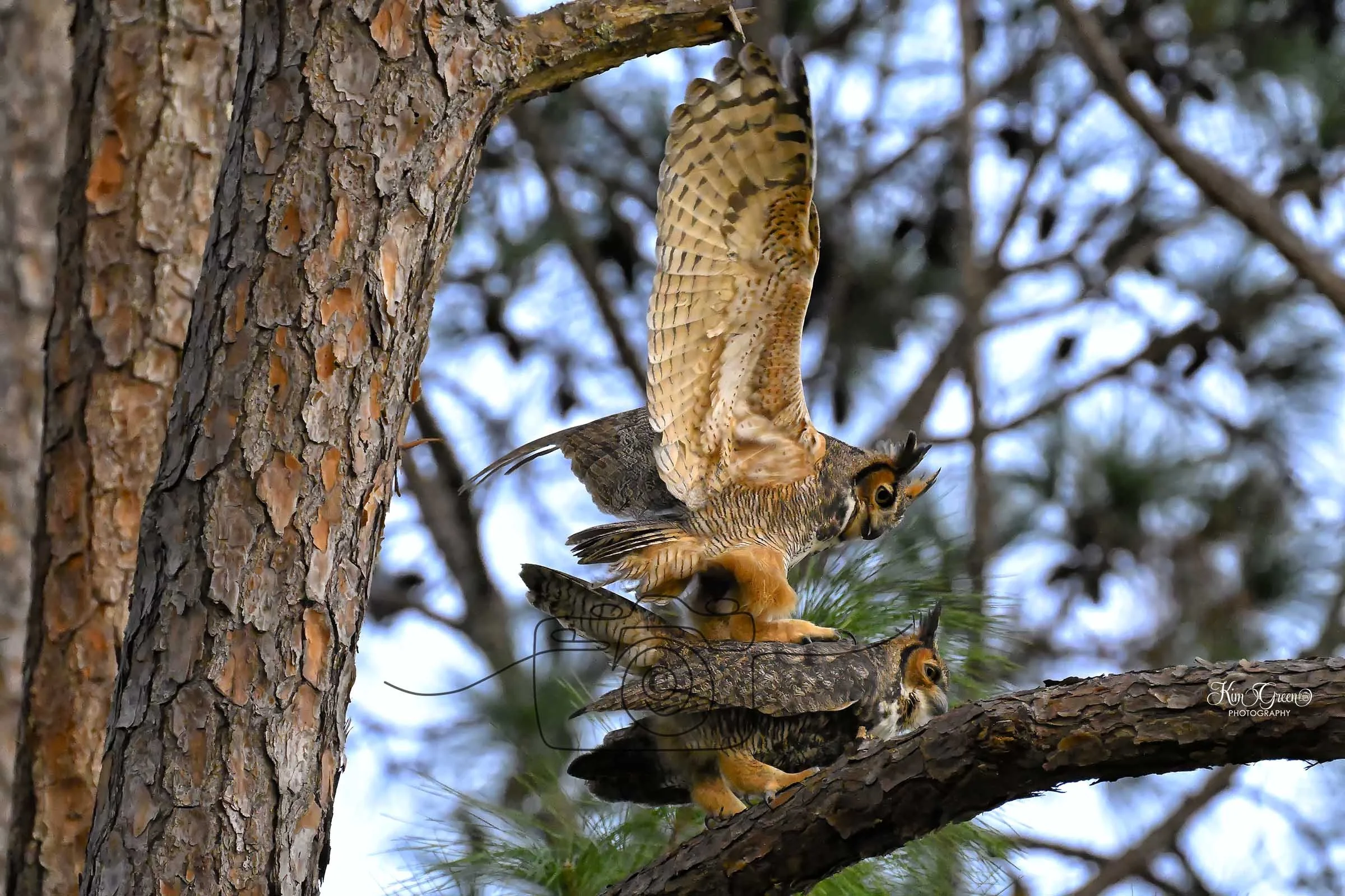 Great Horned Owl©️ Kim Green Photography 