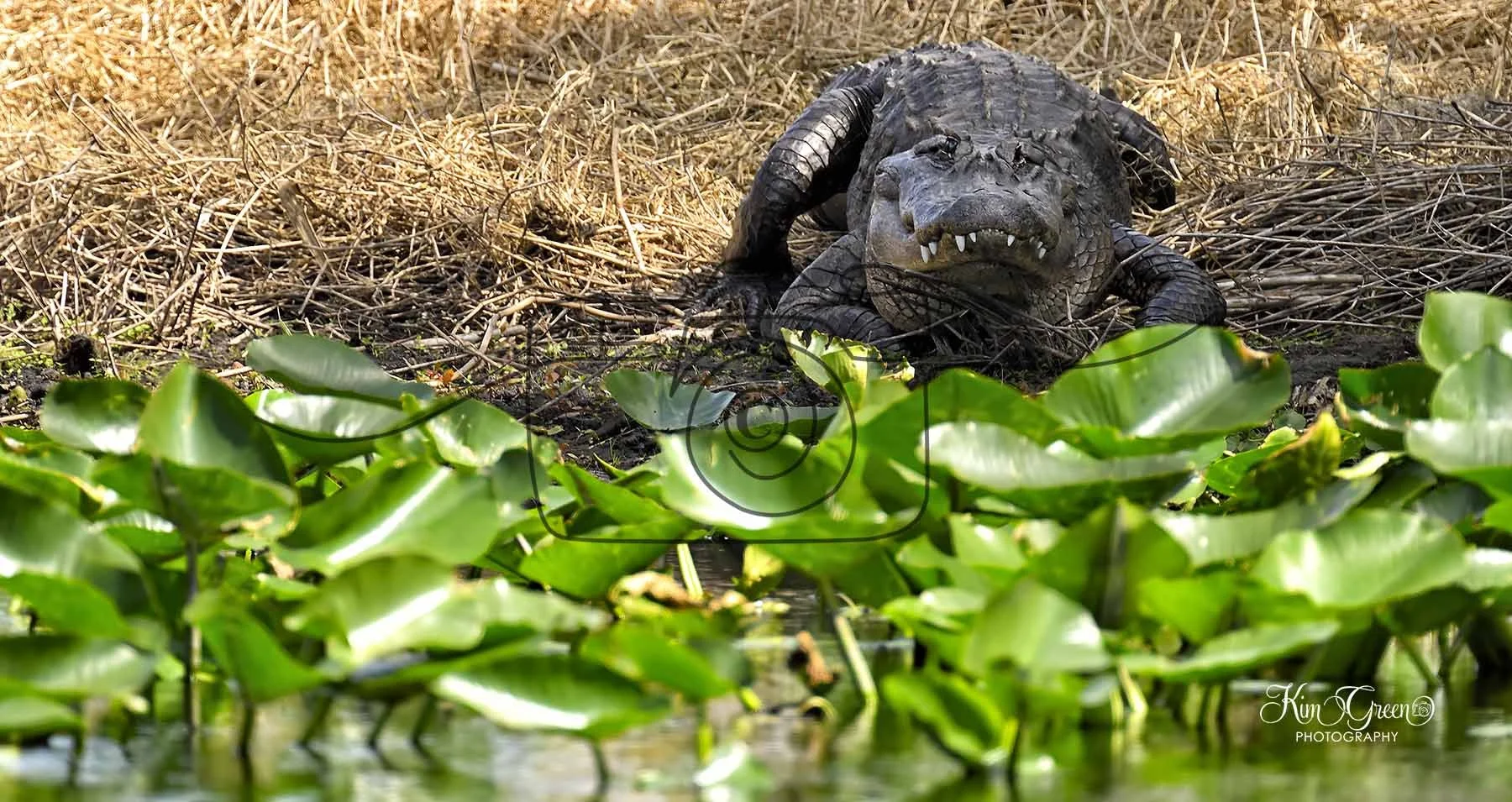 Gator ©Kim Green Photography