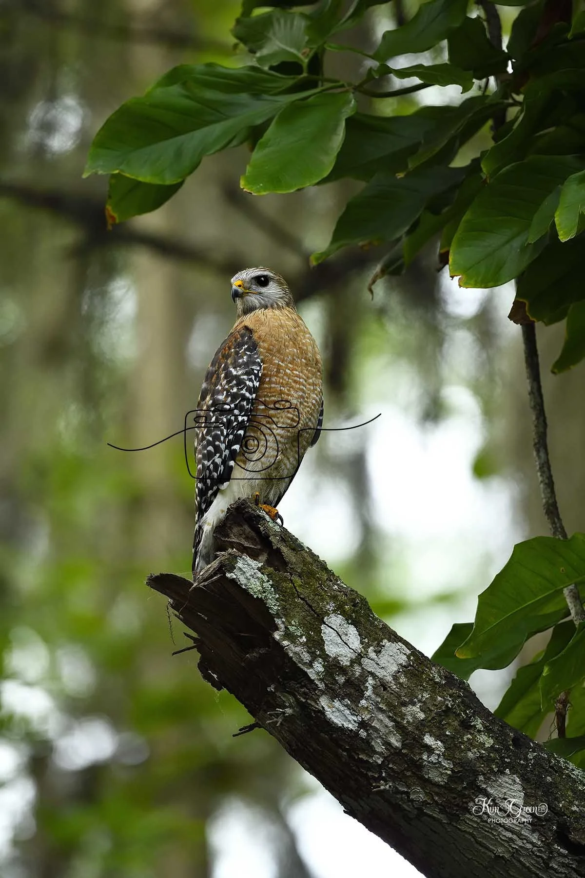 Red Shouldered Hawk© Kim Green Photography