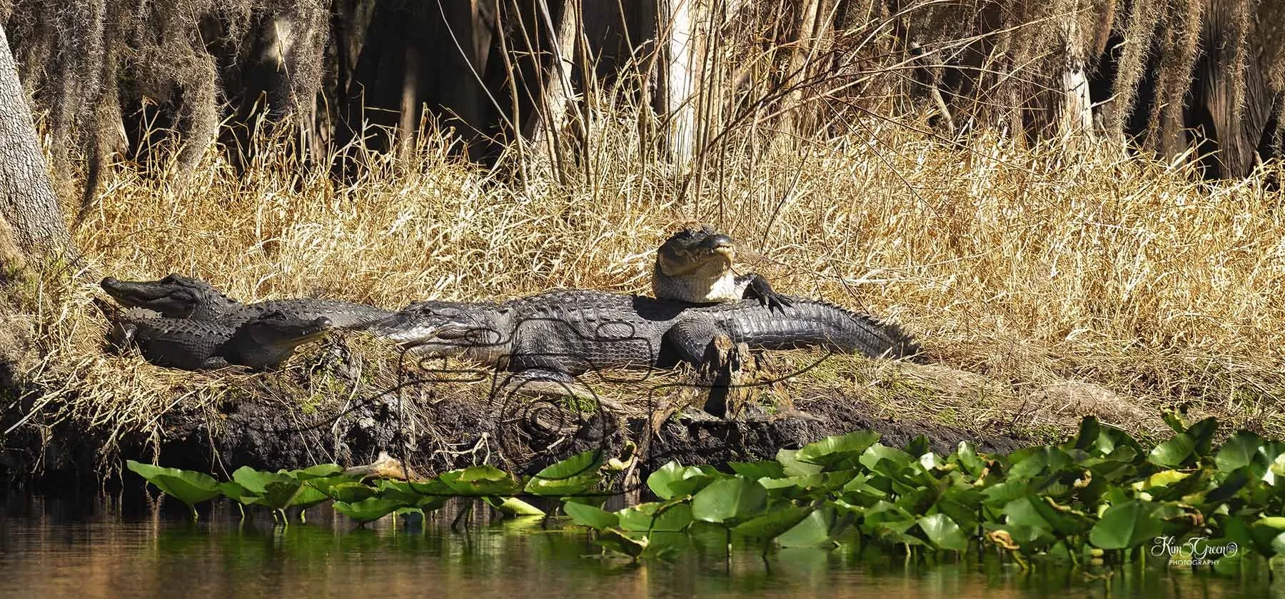 Gators ©Kim Green Photography