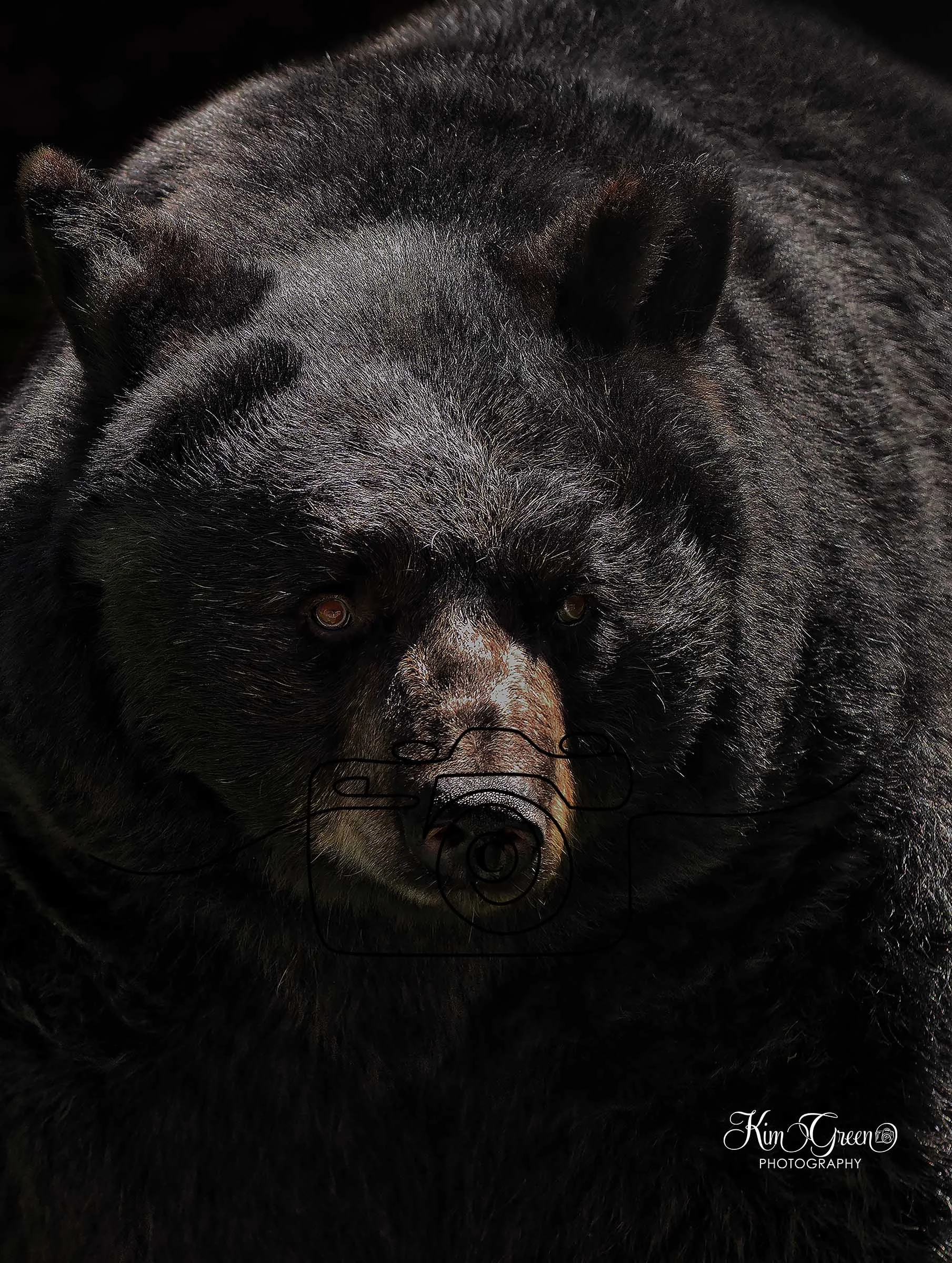 Black Bear ©Kim Green Photography