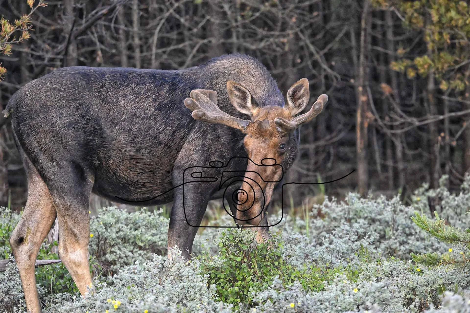 Moose ©️ Kim Green Photography