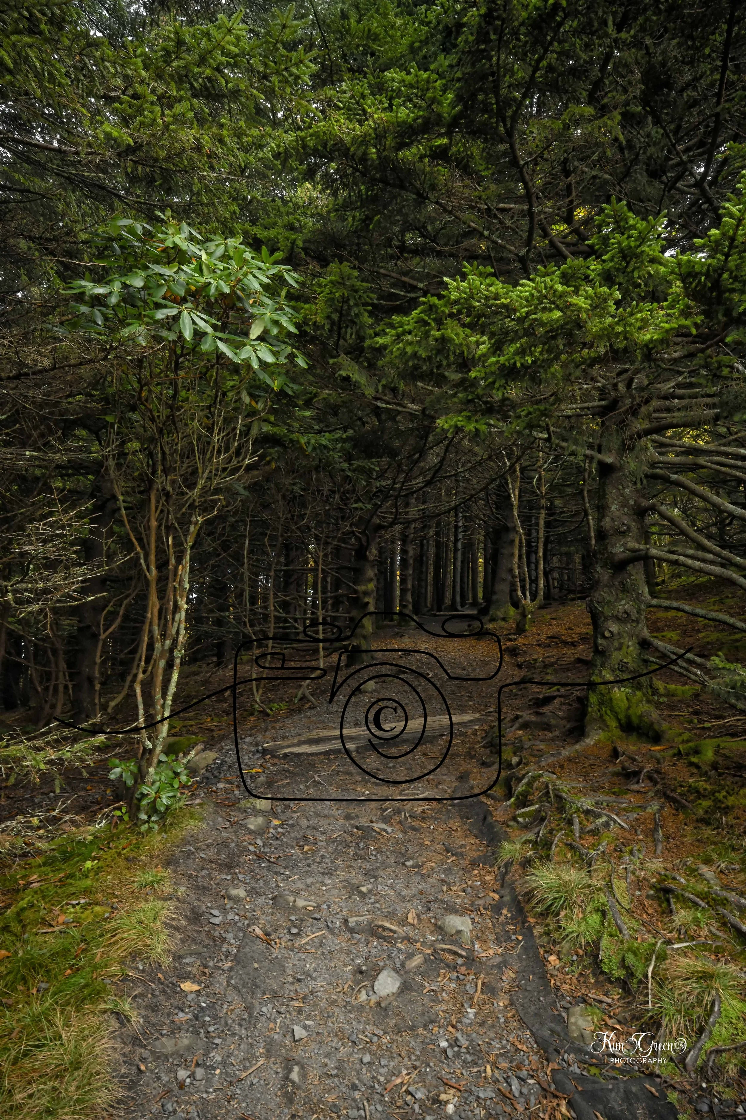Enchanted Rain Forest ©Kim Green Photography