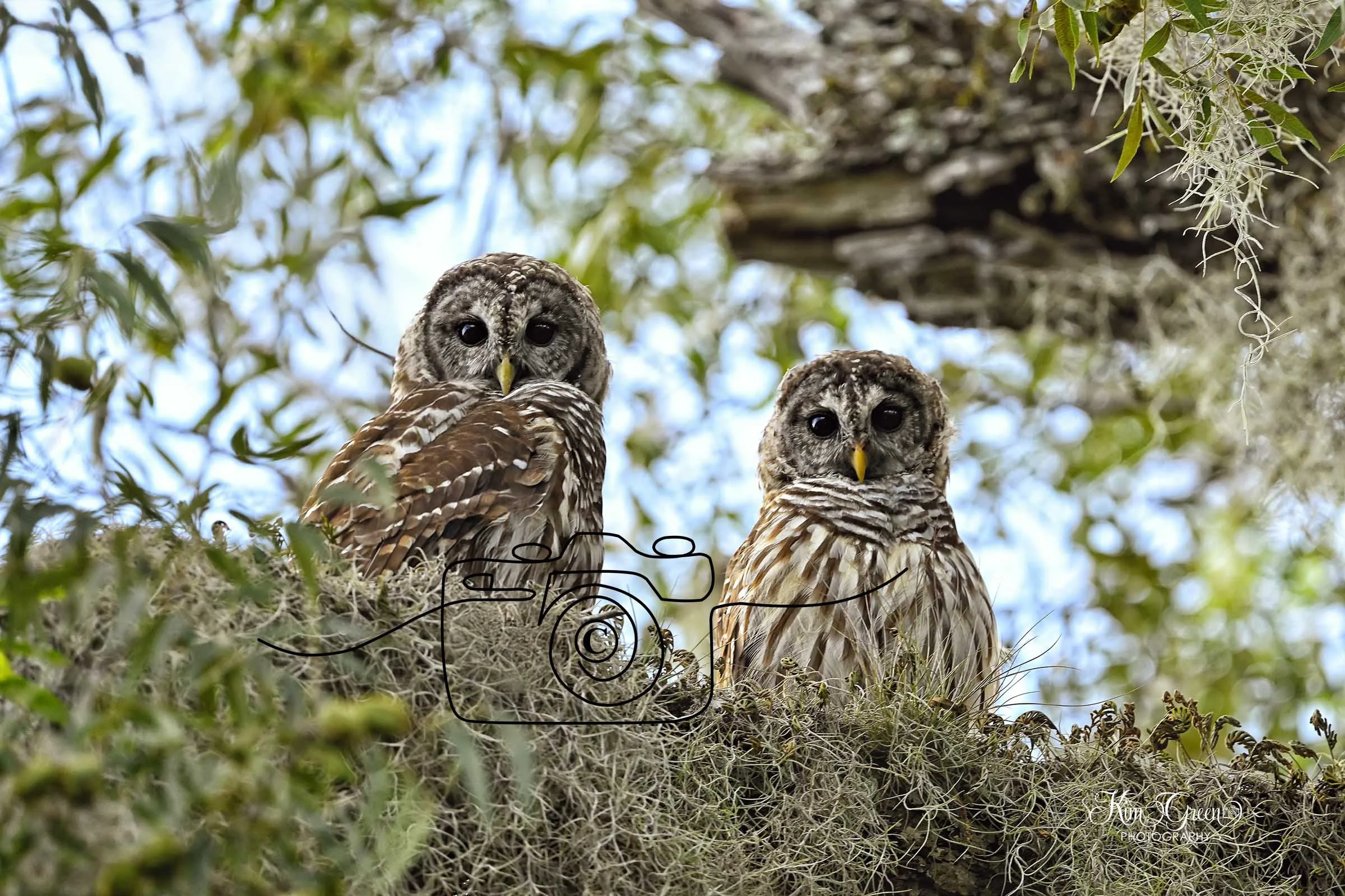 Barred Owl ©Kim Green Photography