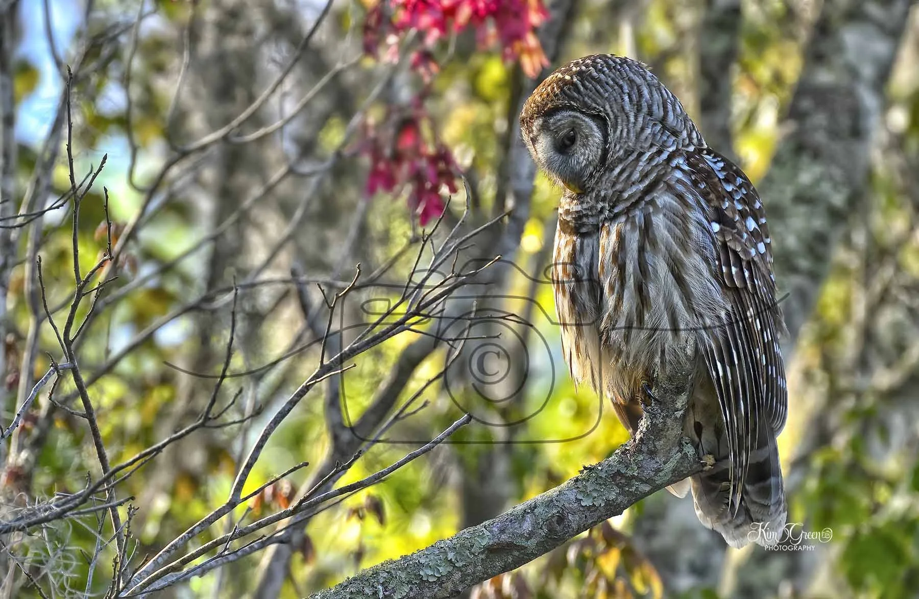 Barred Owl Prayers ©Kim Green Photography
Link