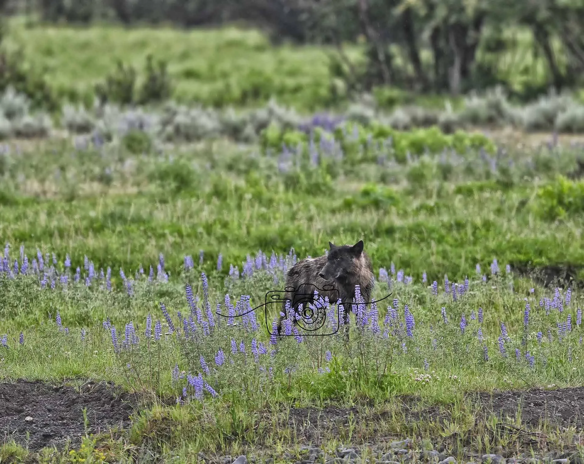 Black Wolf ©️ Kim Green Photography