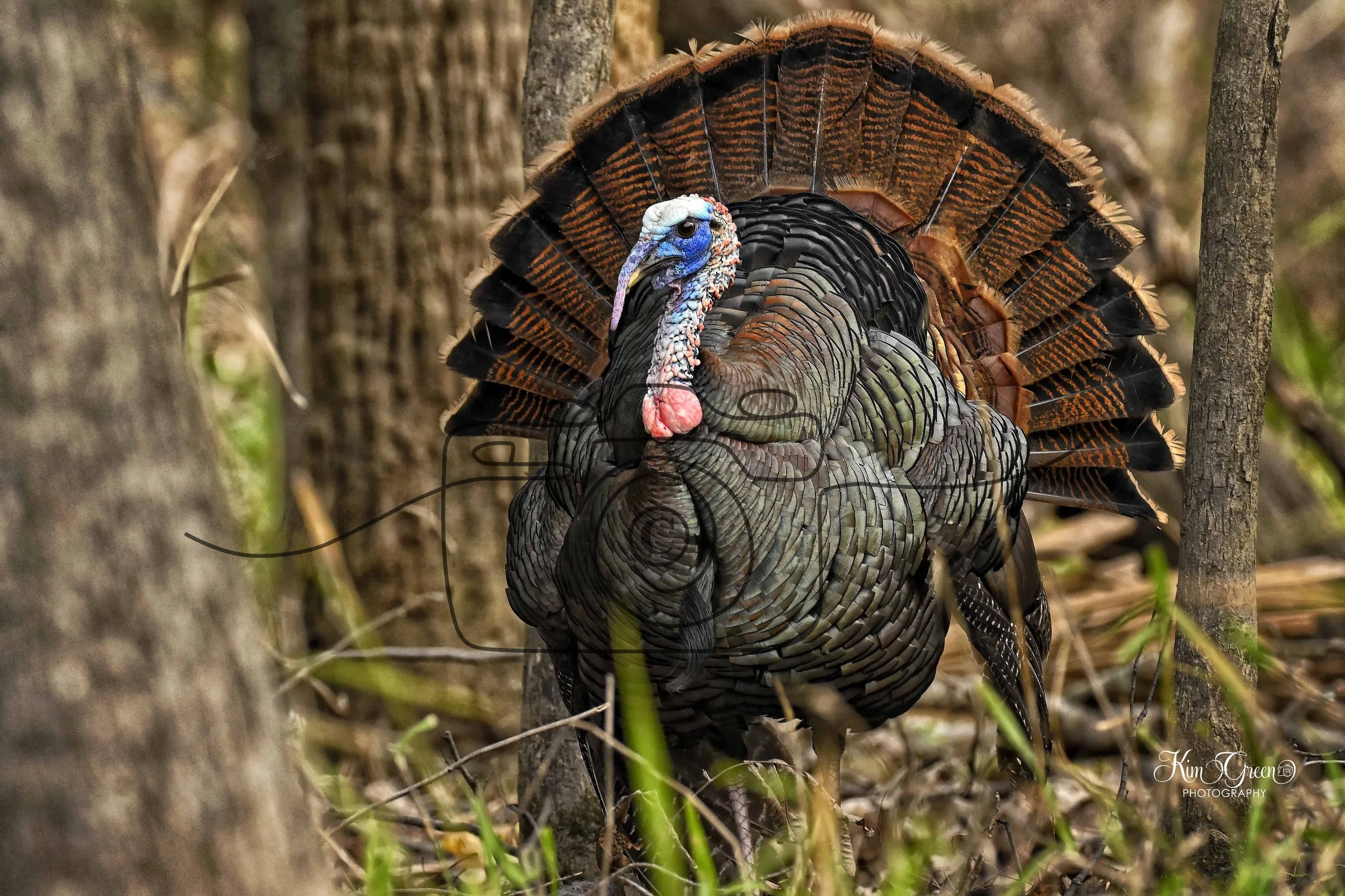 Turkey ©️ Kim Green Photography 