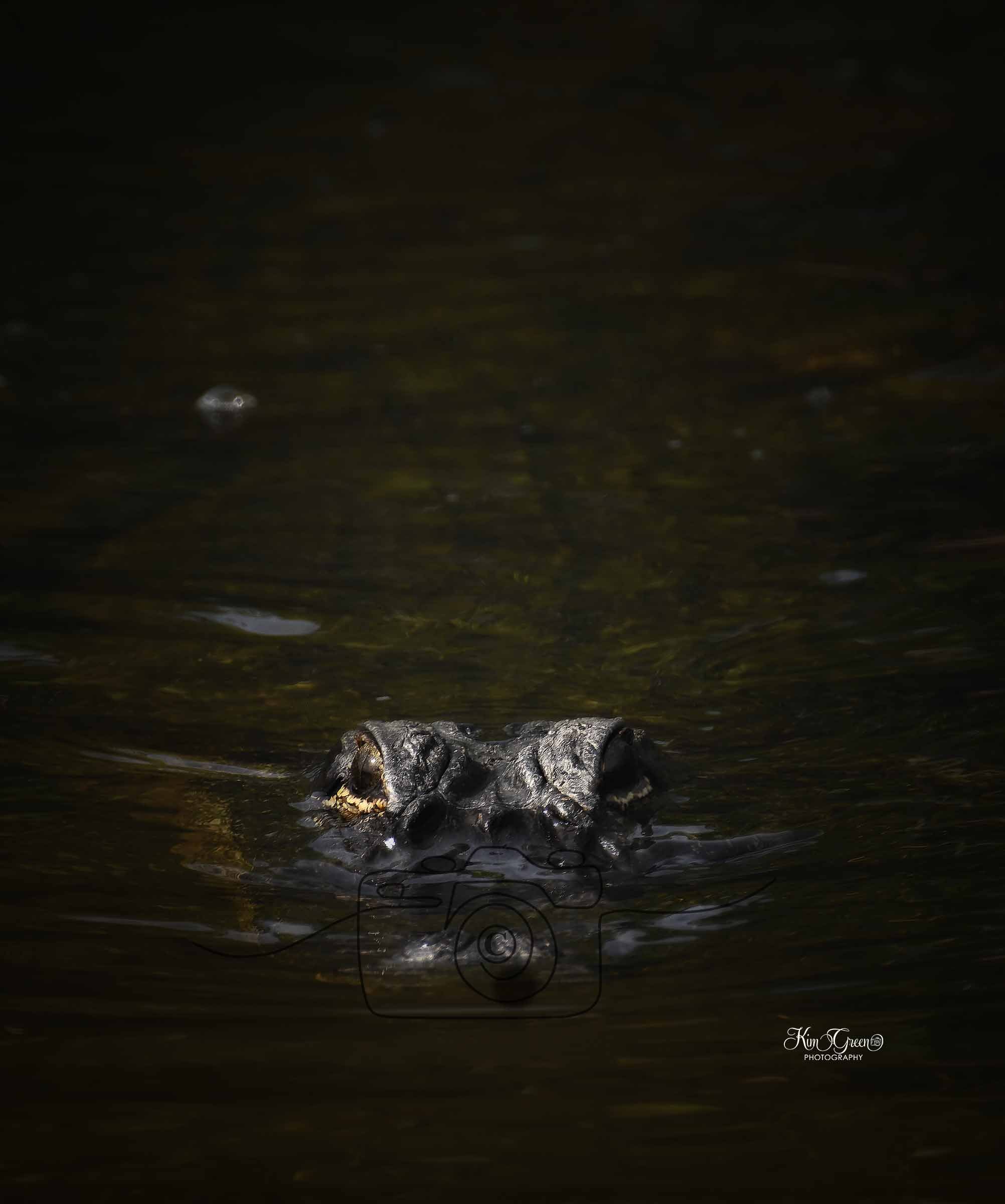 Gator l©️ Kim Green Photography 