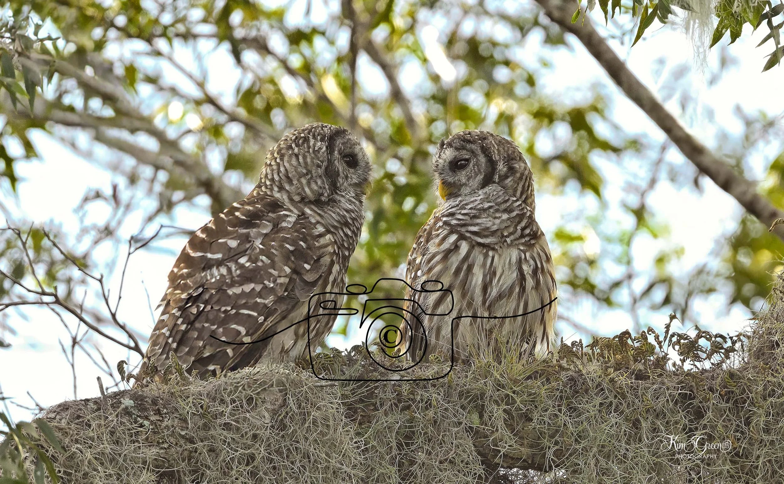 Barred Owl ©Kim Green Photography
