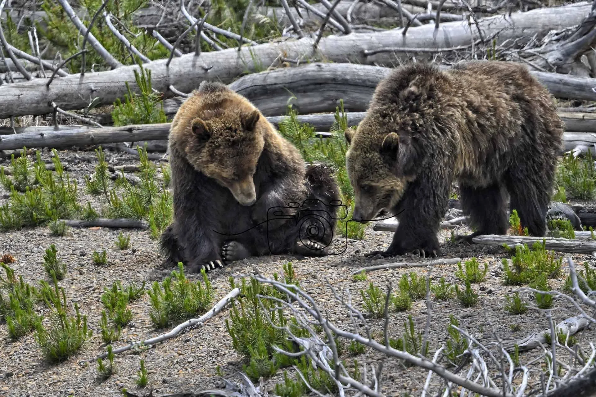 Grizzlies©️ Kim Green Photography