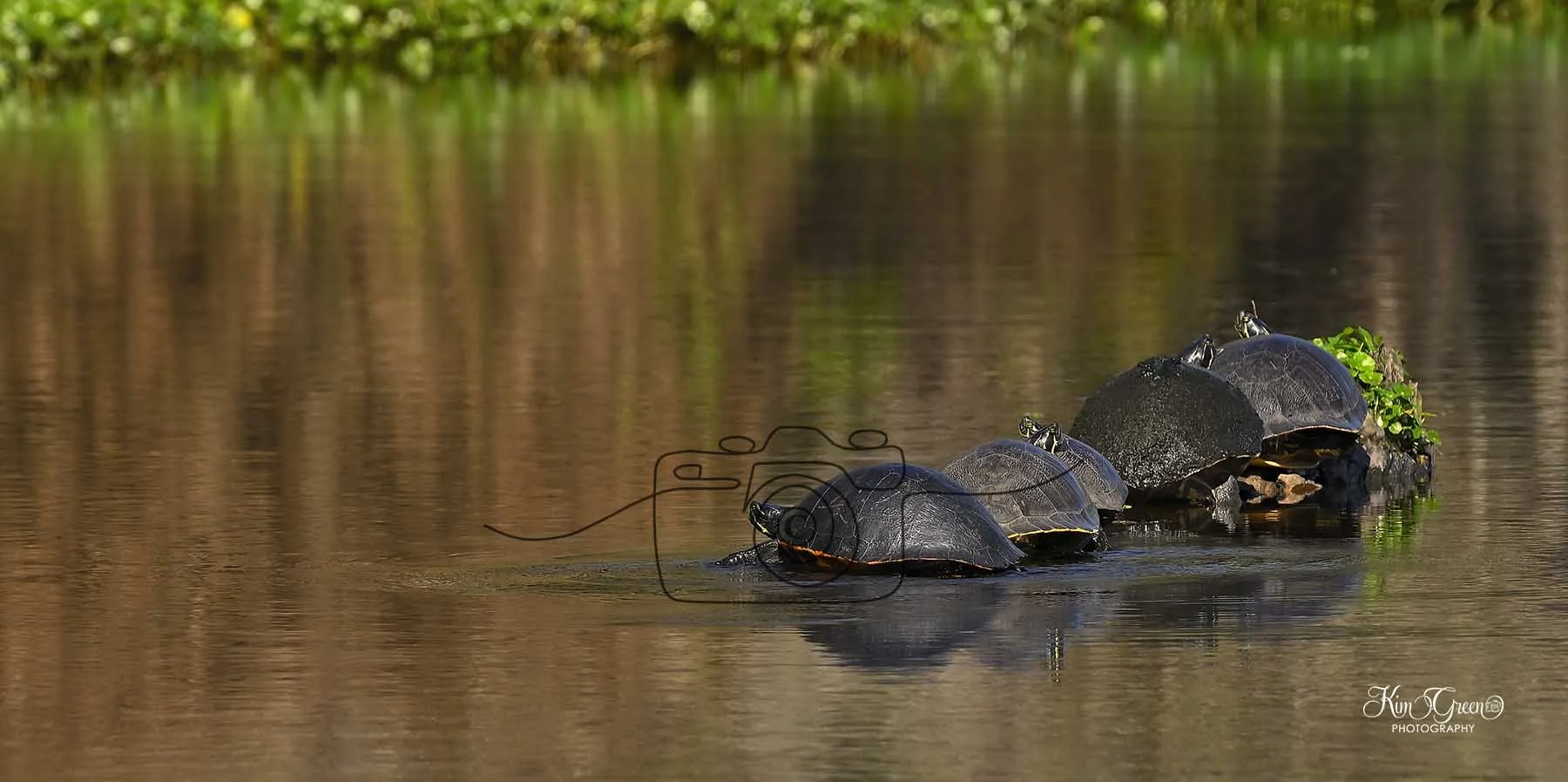 Tremendous Turtles ©Kim Green Photography