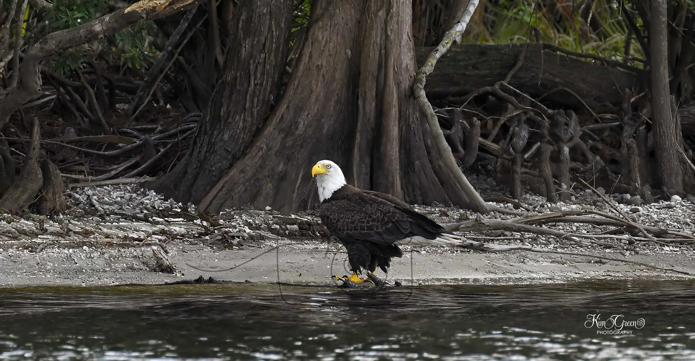 Bald Eagle ©Kim Green Photography