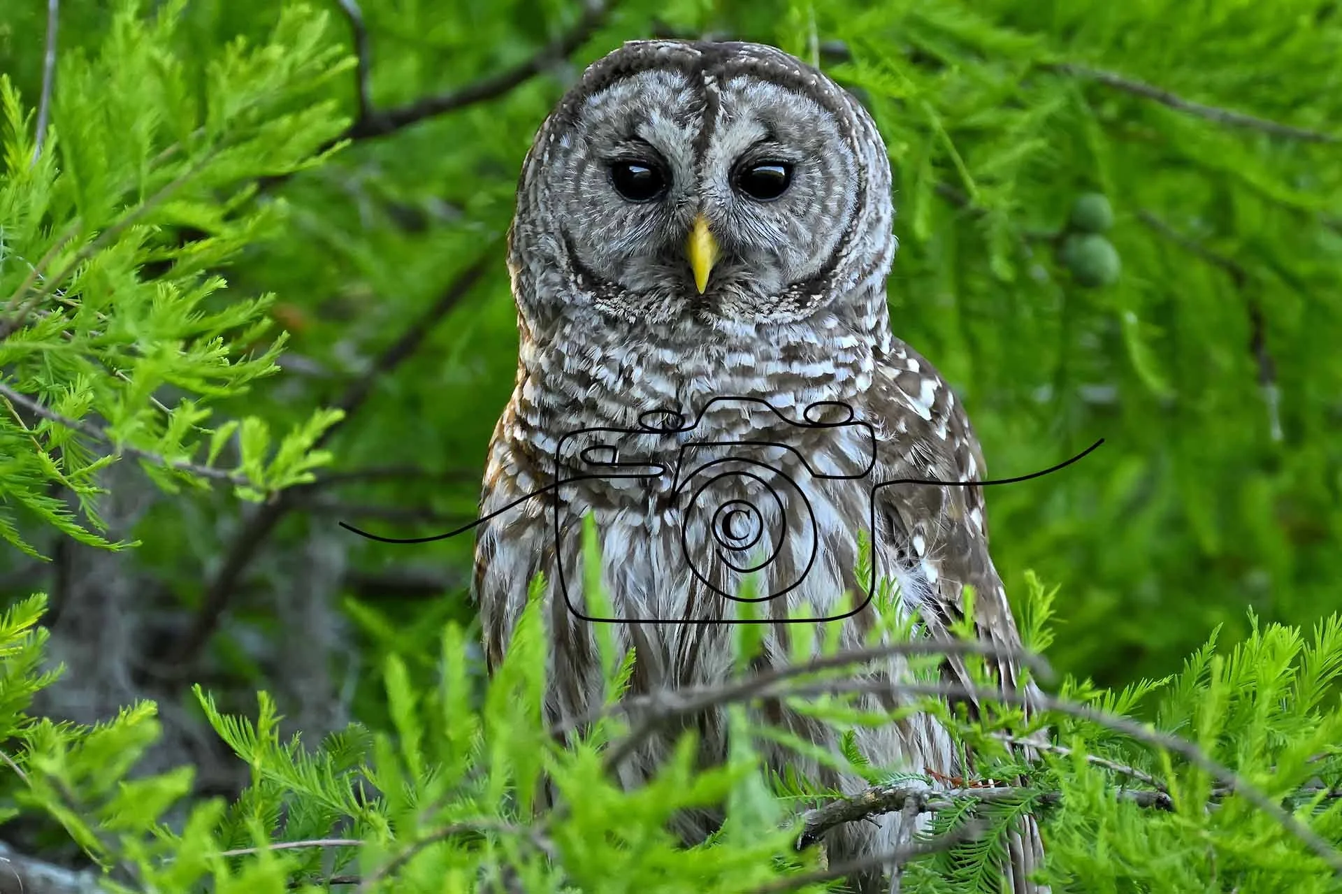 Barred Owl ©️ Kim Green Photography