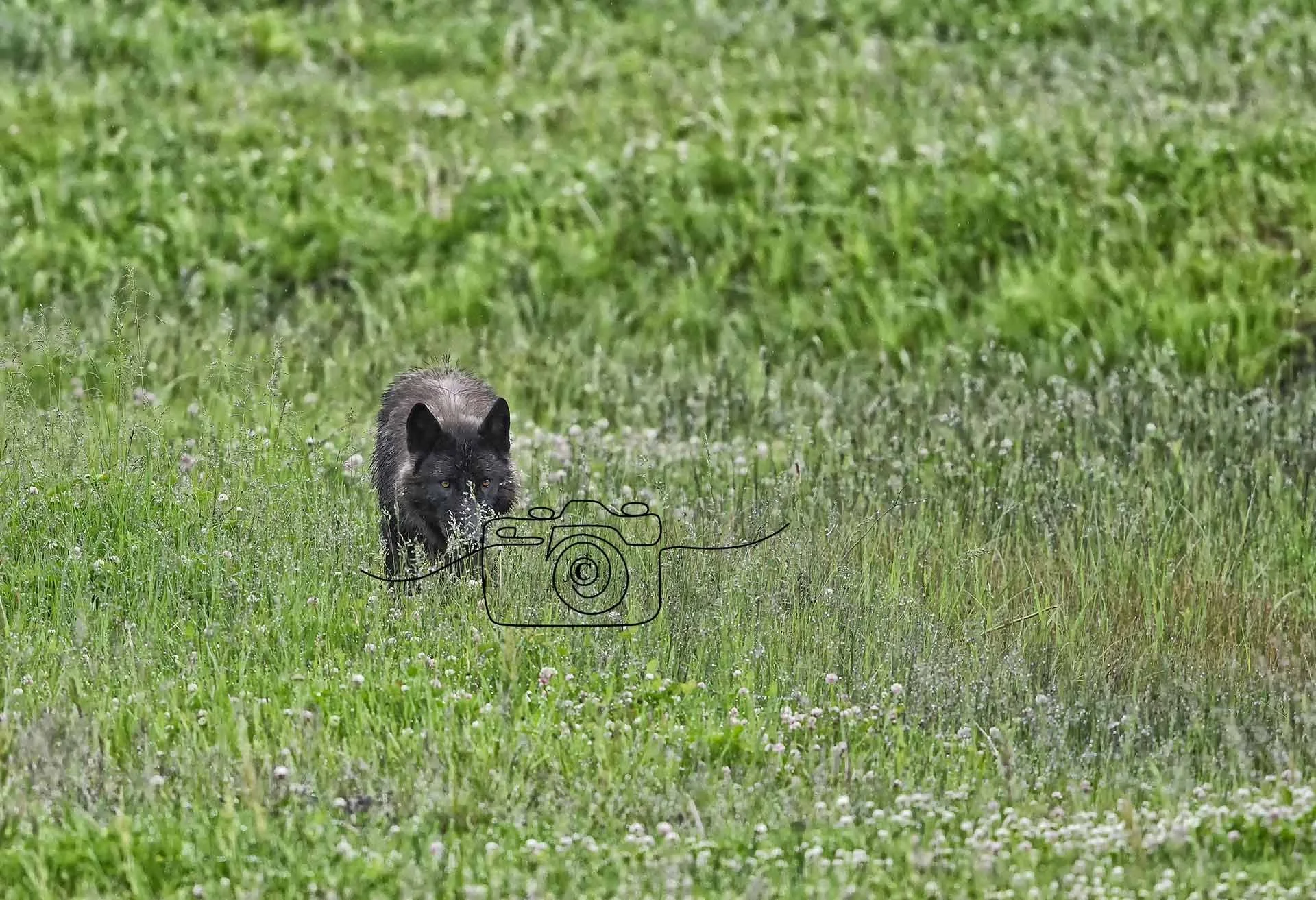 Black Wolf©️ Kim Green Photography