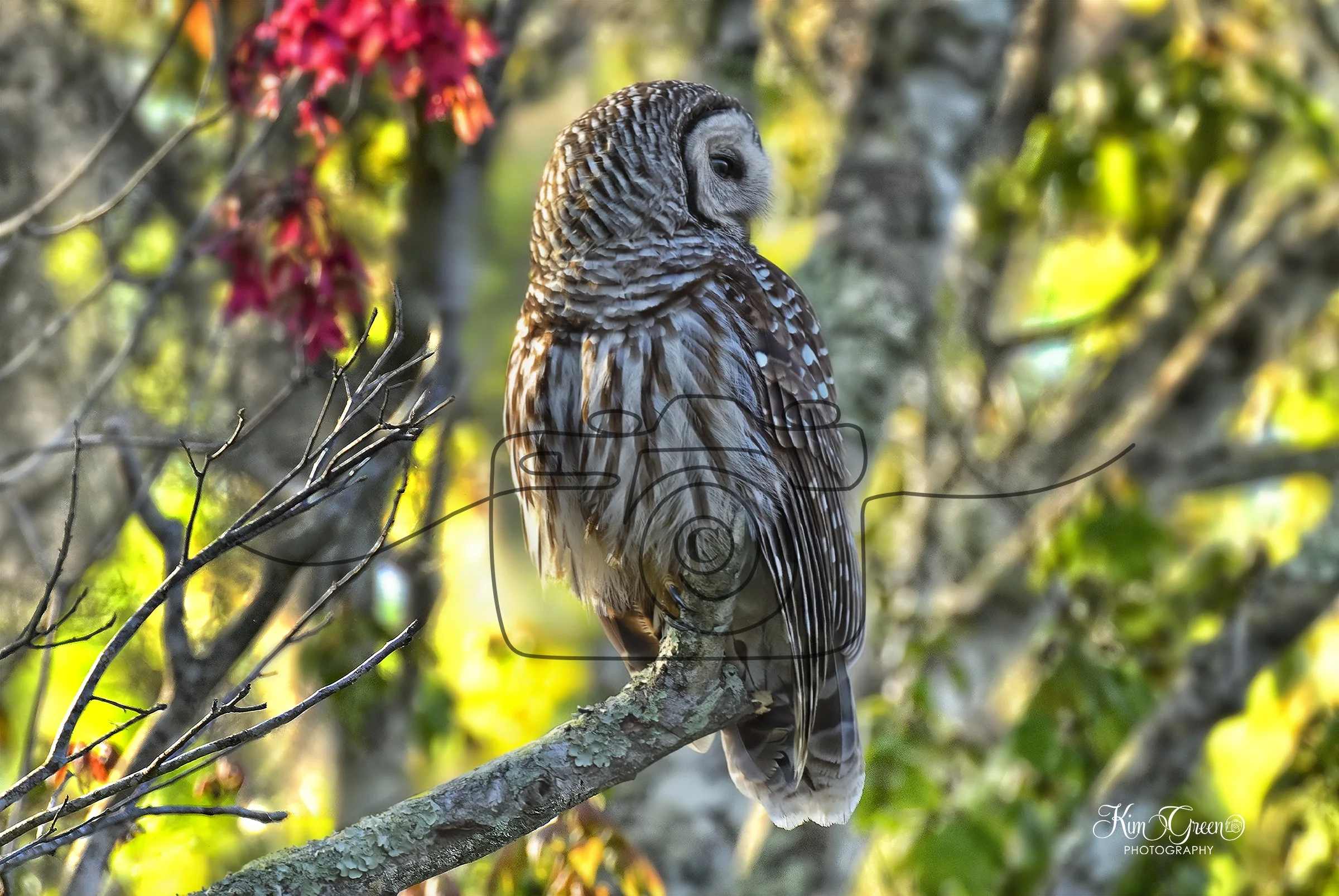 Barred Owl ©Kim Green Photography
Link