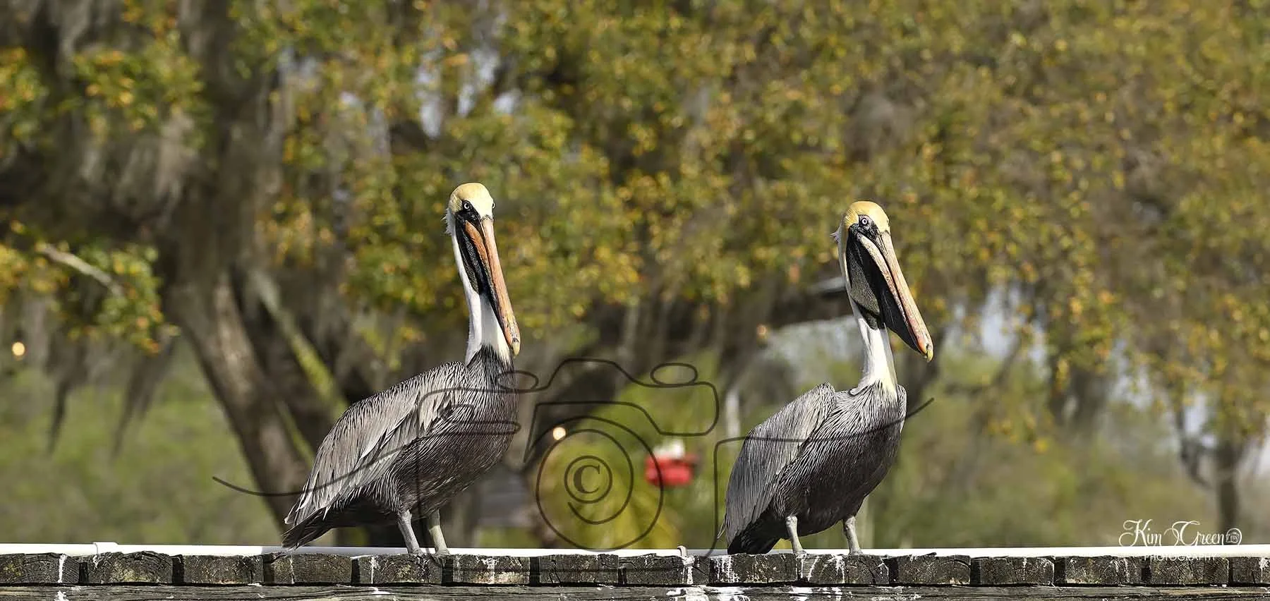 Brown Pelican ©Kim Green Photography