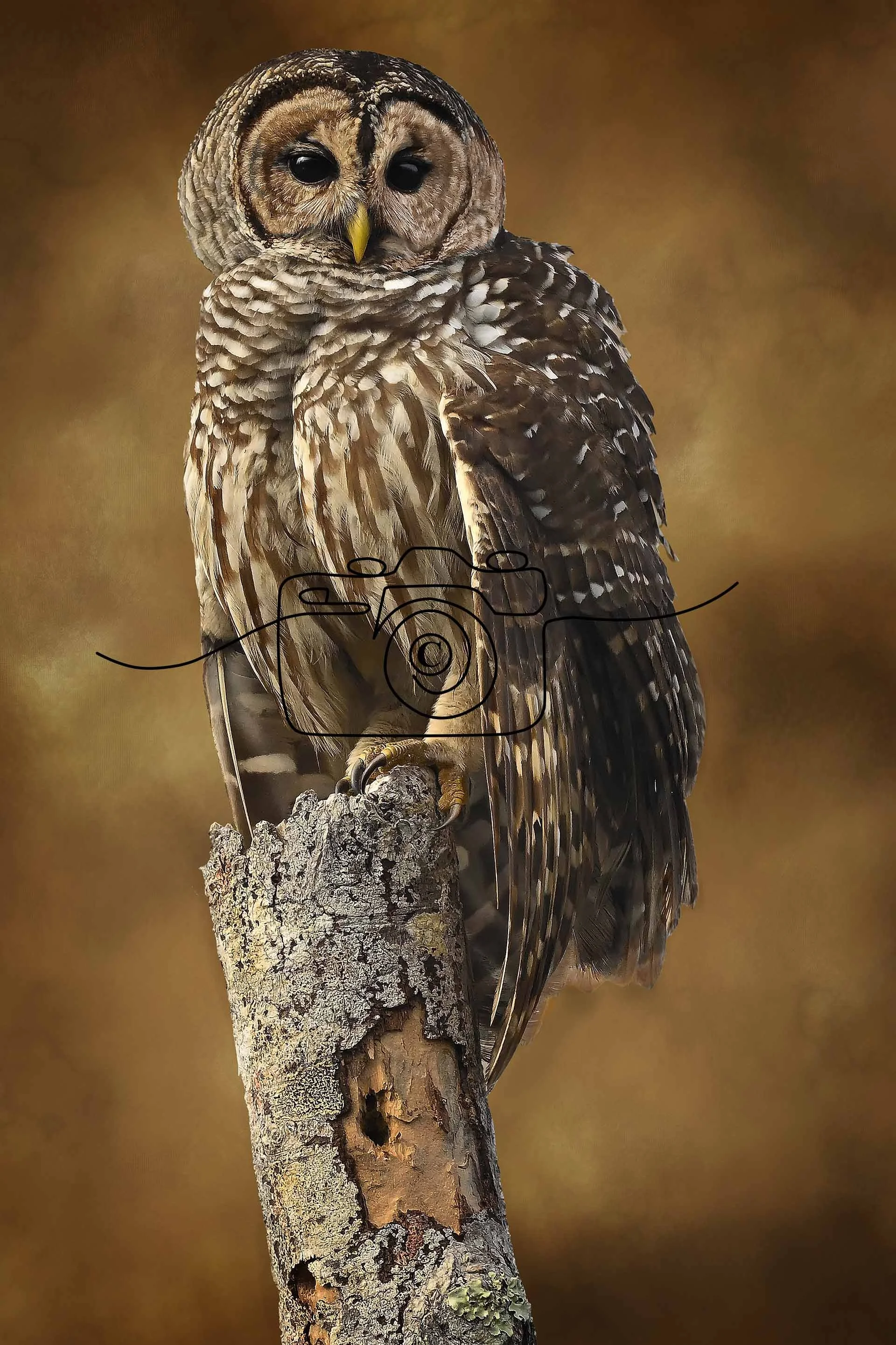 Barred Owl©️ Kim Green Photography