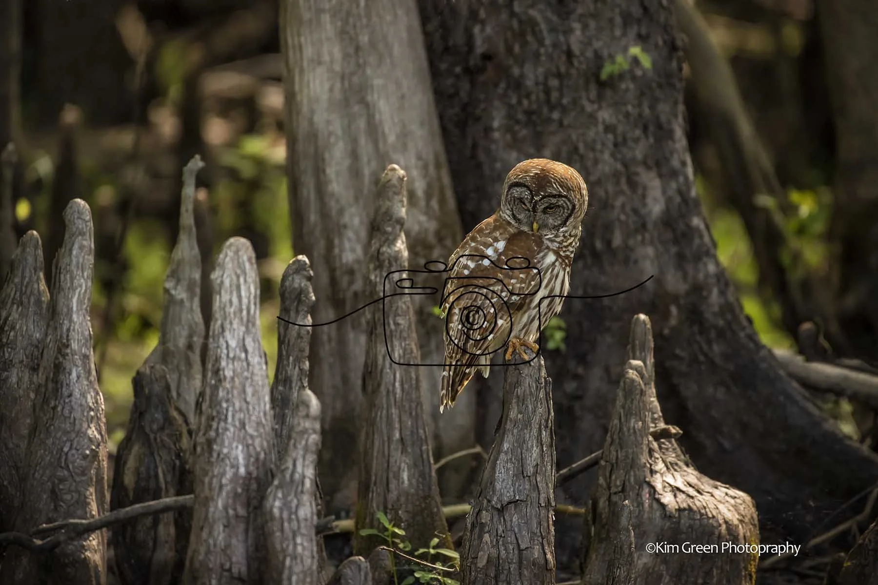 Barred Owl ©Kim Green Photography