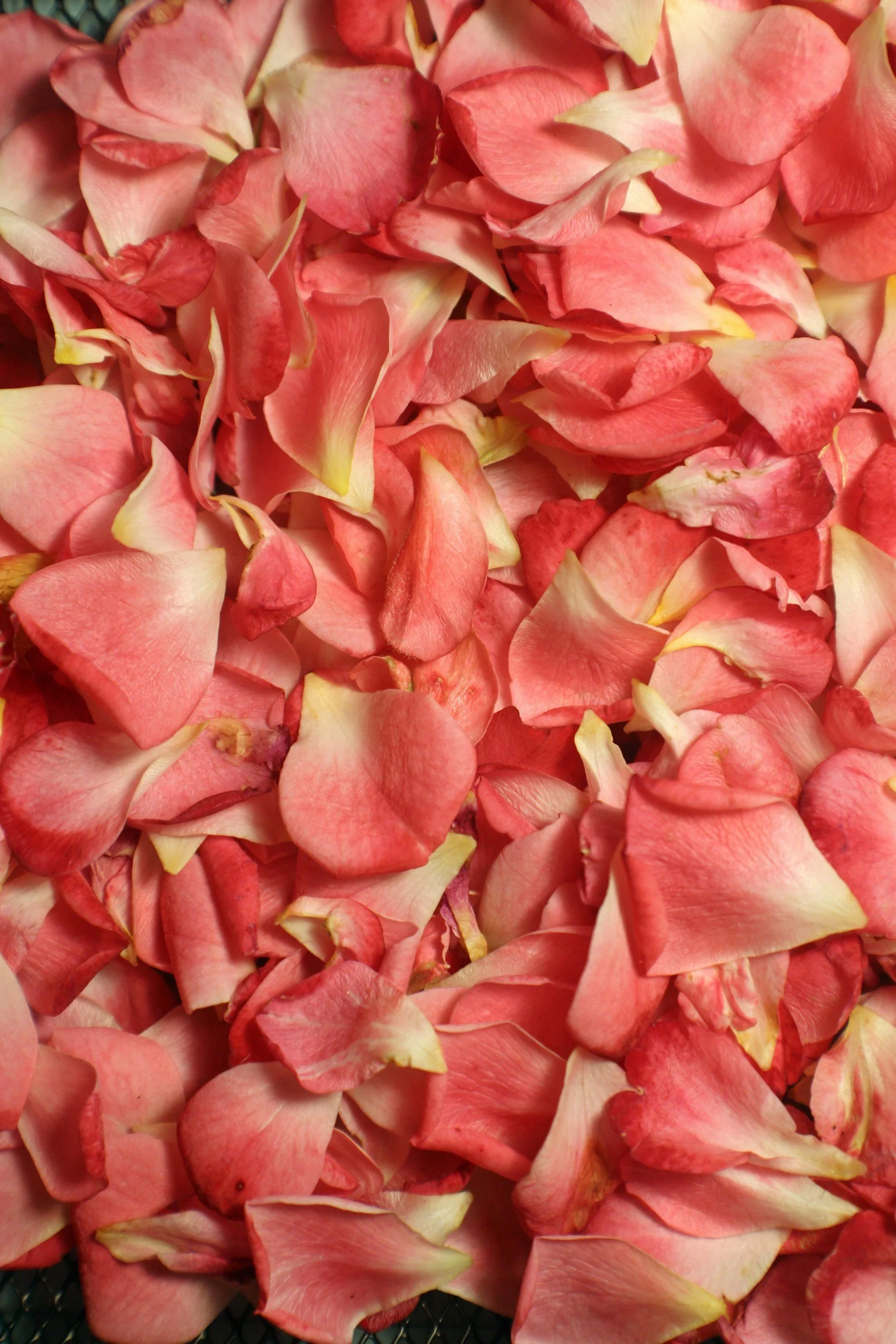 The Power of Rose in Mature Skincare
