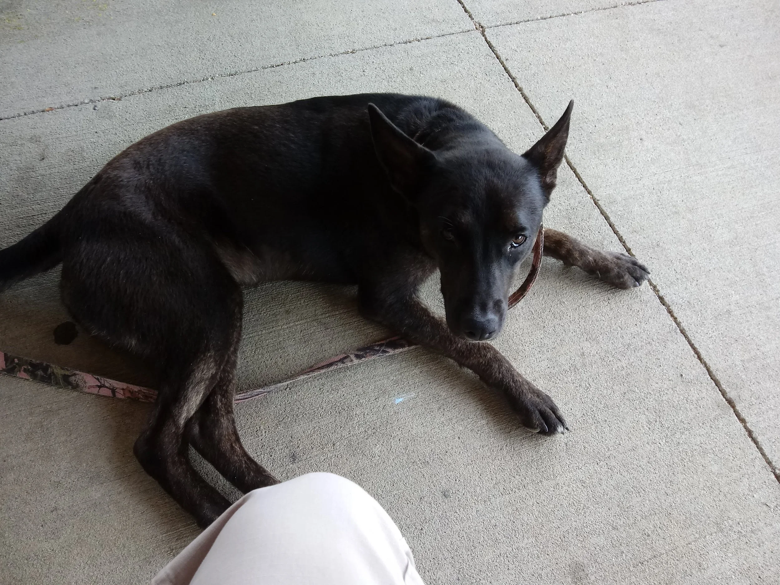 Free Behavioral Session