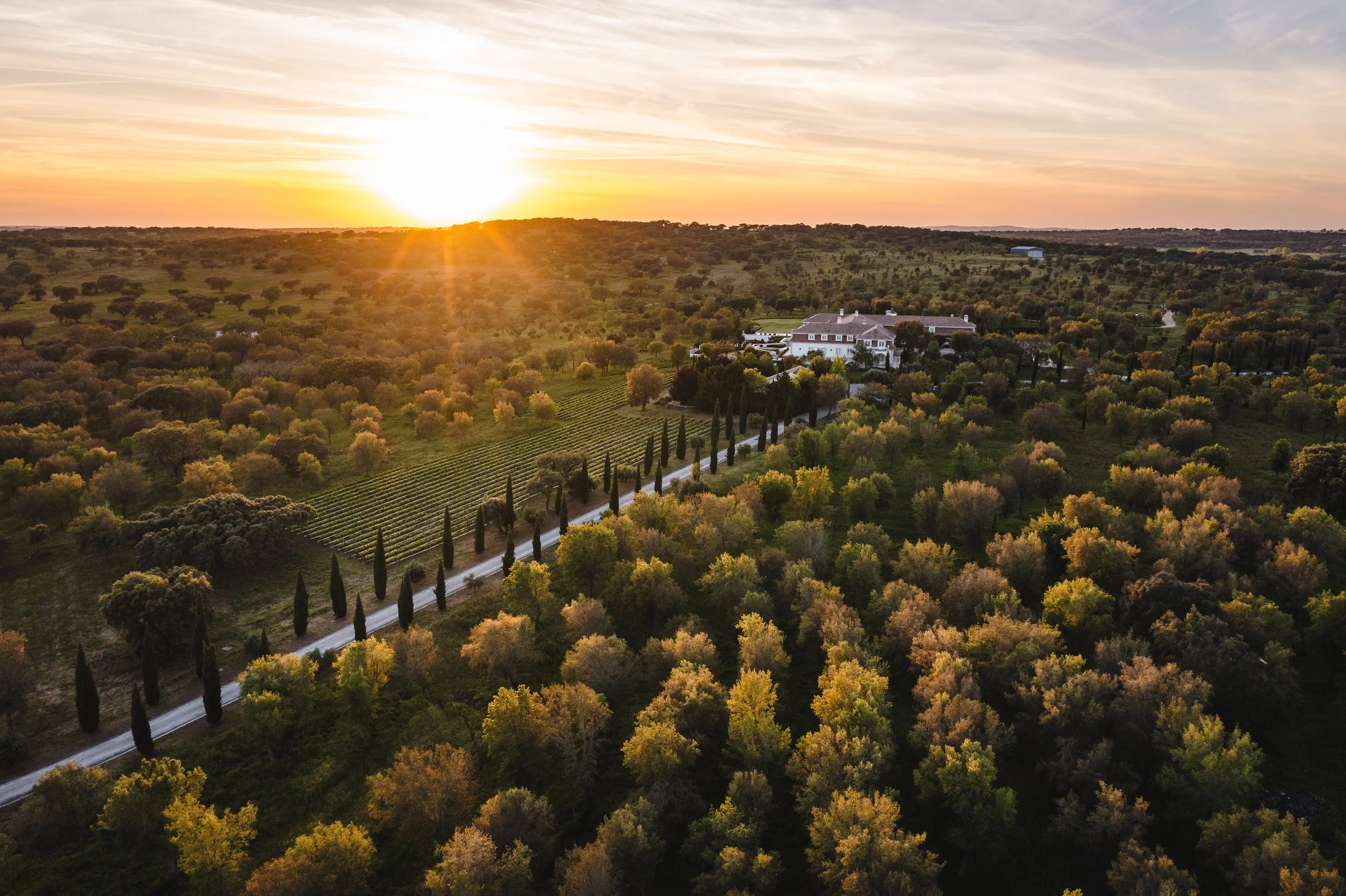 Aerial view of a rural estate at sunset, featuring a large white house surrounded by fields, trees, and a row of tall cypress trees lining a driveway.