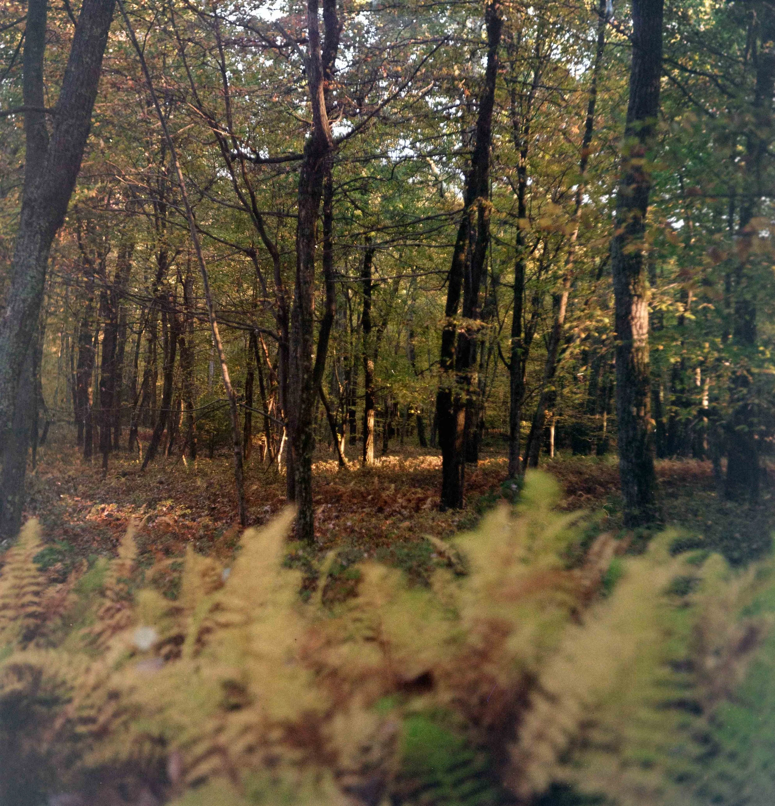 kodakgold-2.jpg