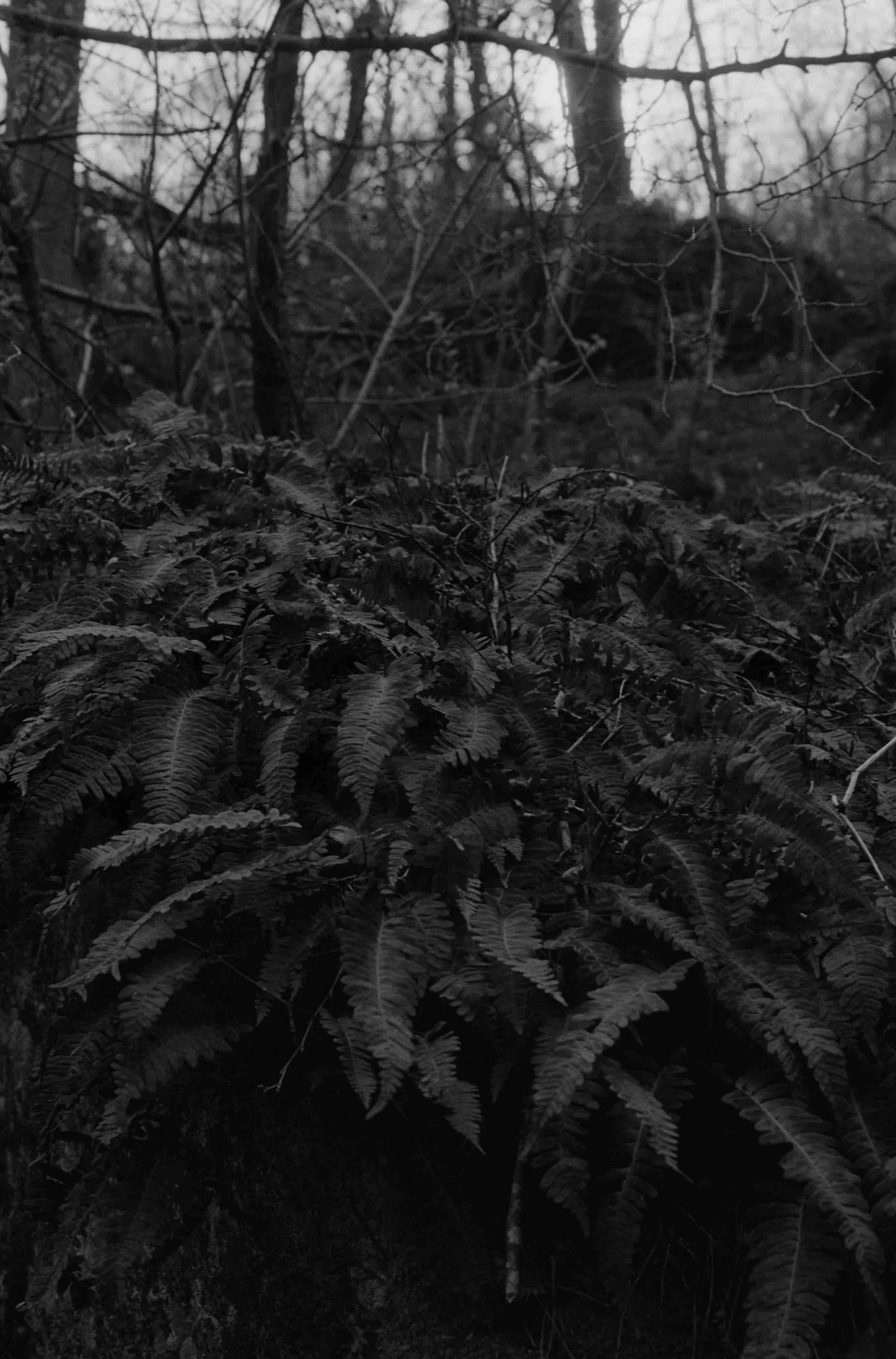 ilfordhp5-24.jpg