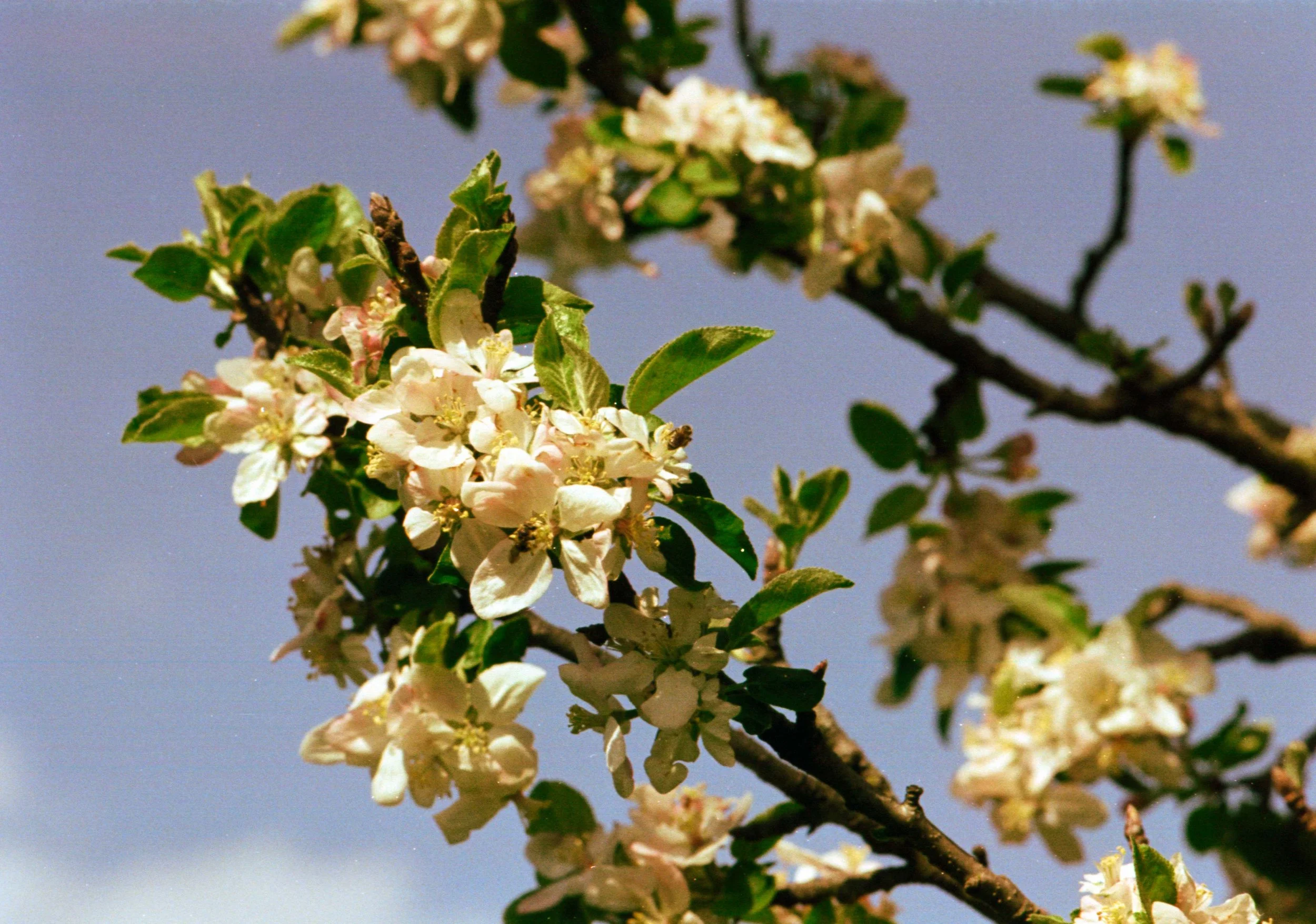 proimage100_6.jpg