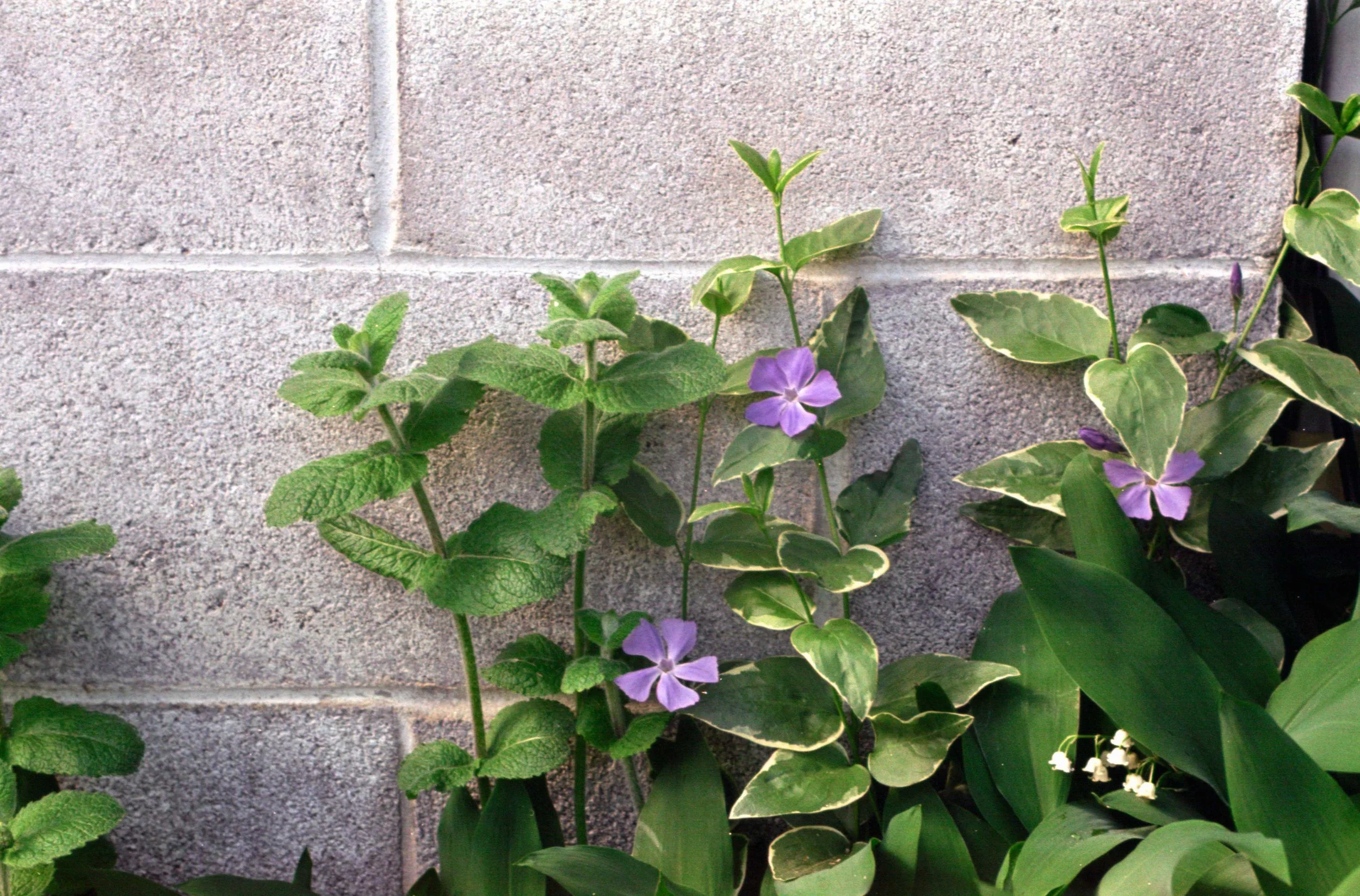 proimage100_8.jpg